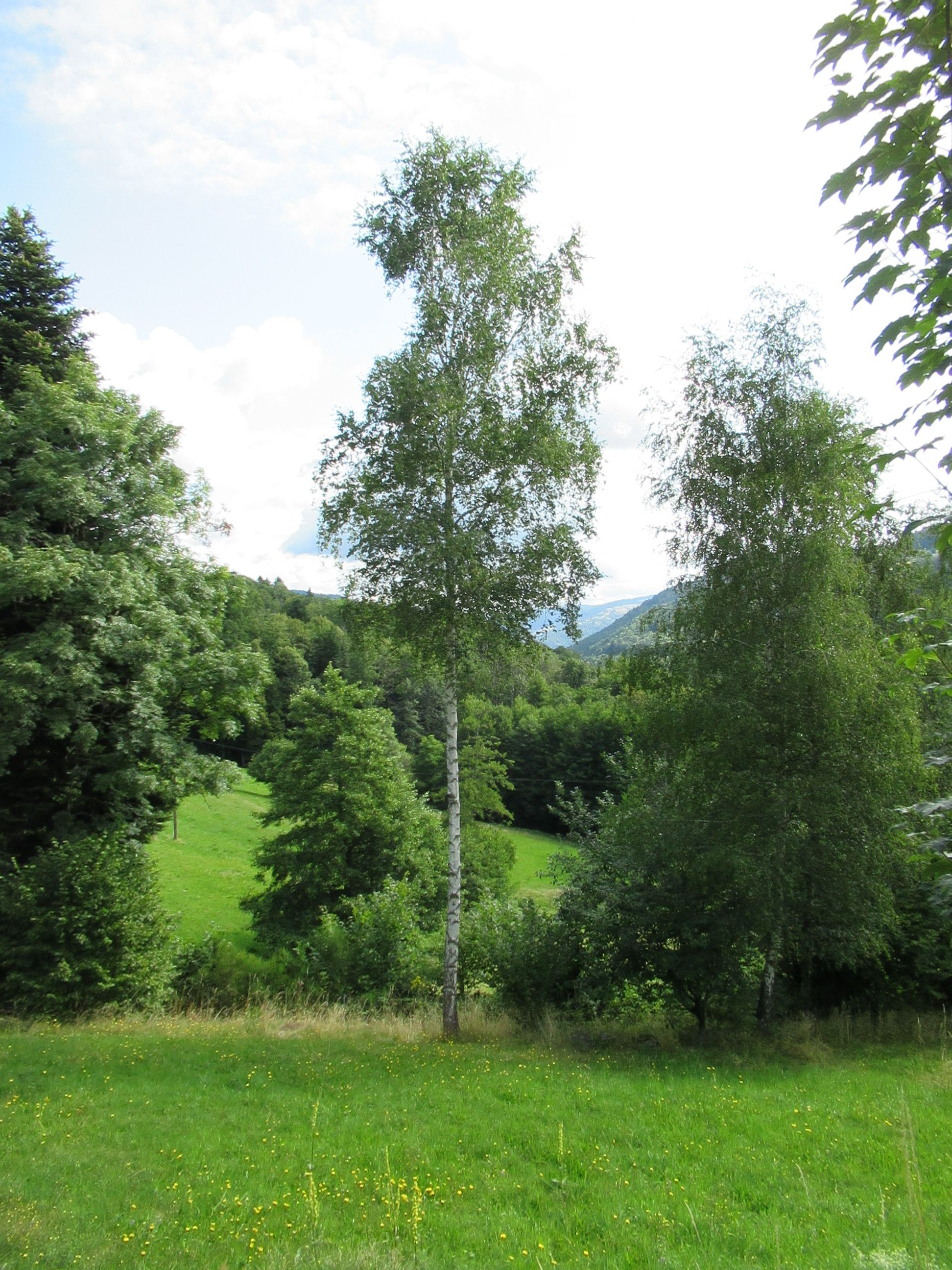Bouleau dans un champs dans les ballons des Vosges