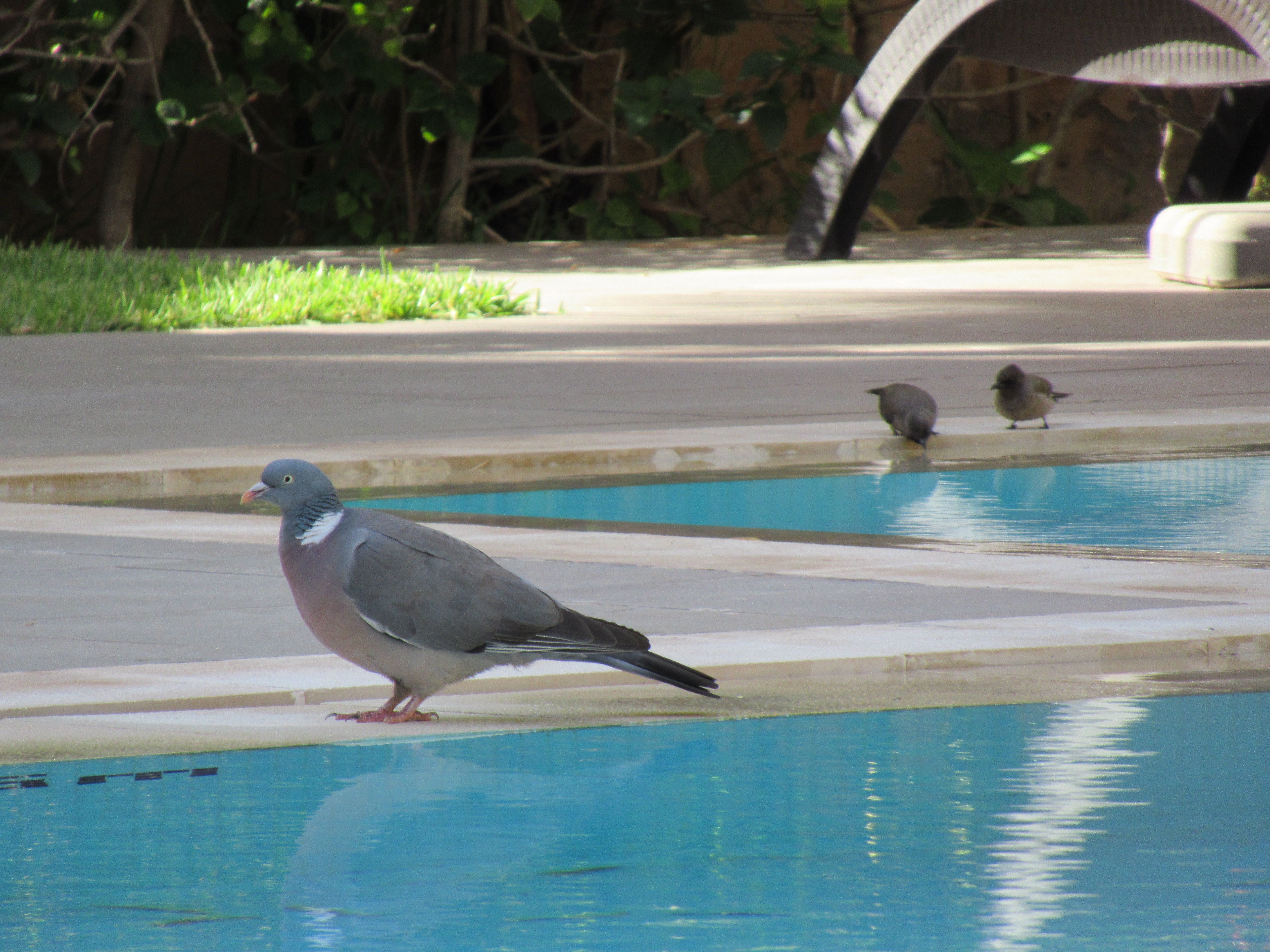 Pigeon à la piscine
