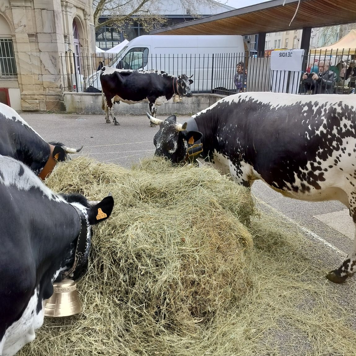 Vaches de race vosgienne