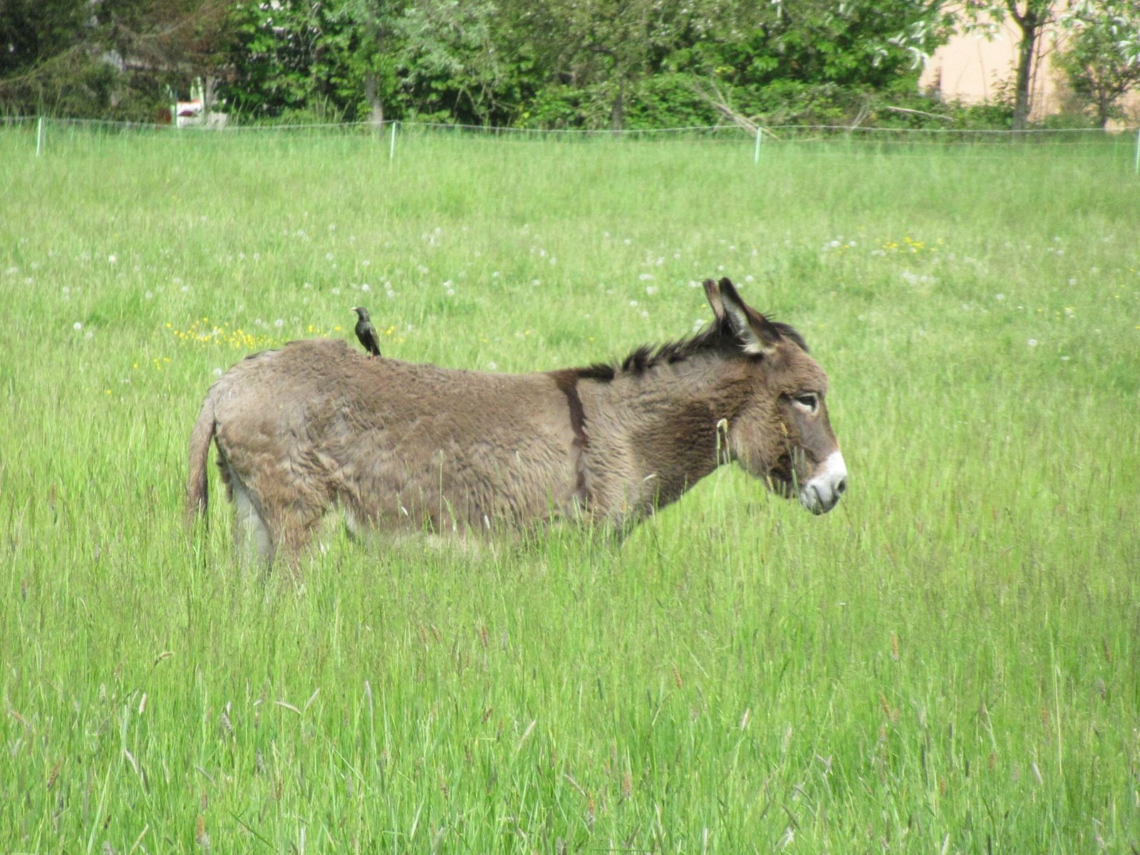 Âne avec oiseau sur le dos