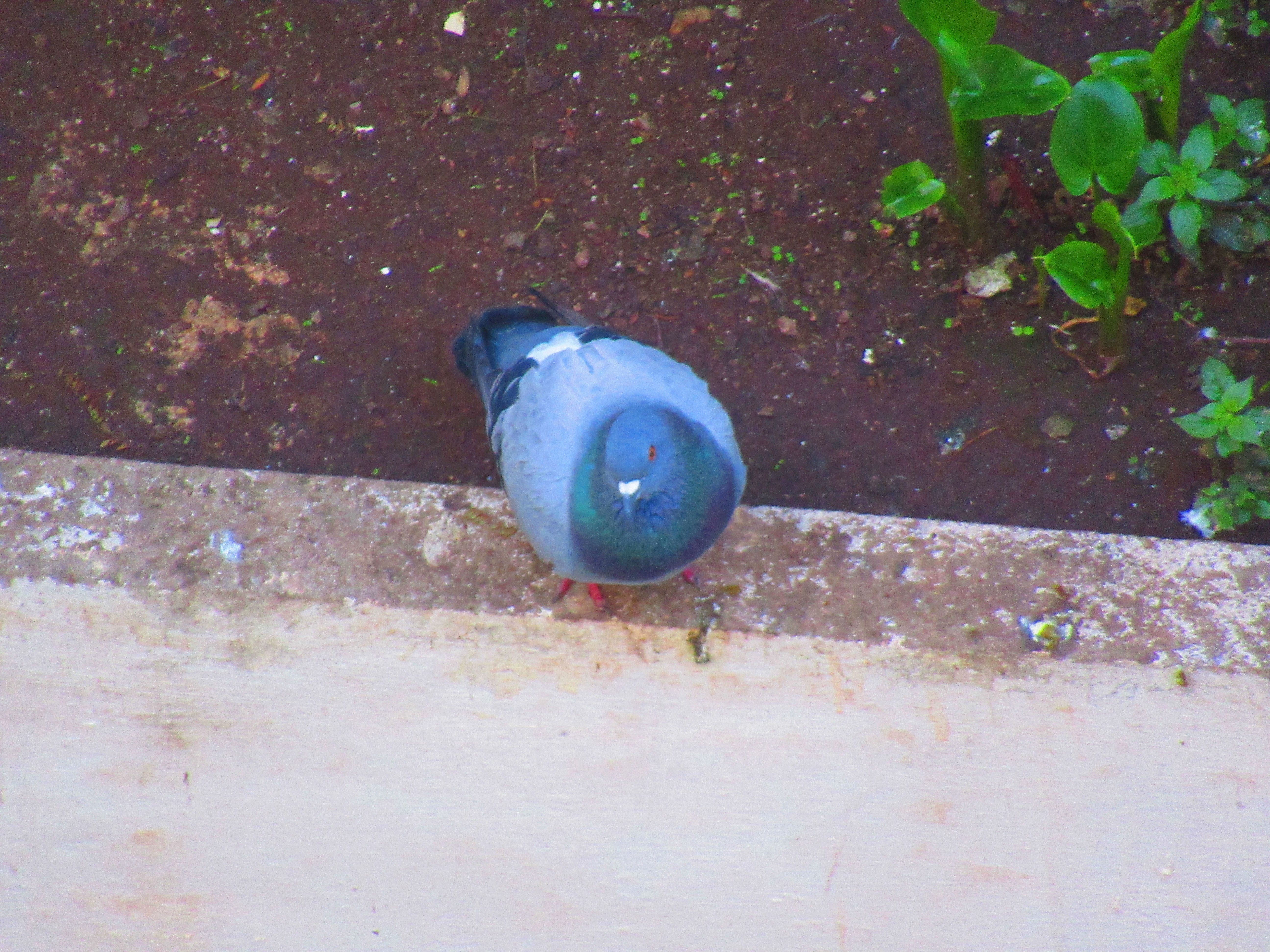 Pigeon vu du dessus