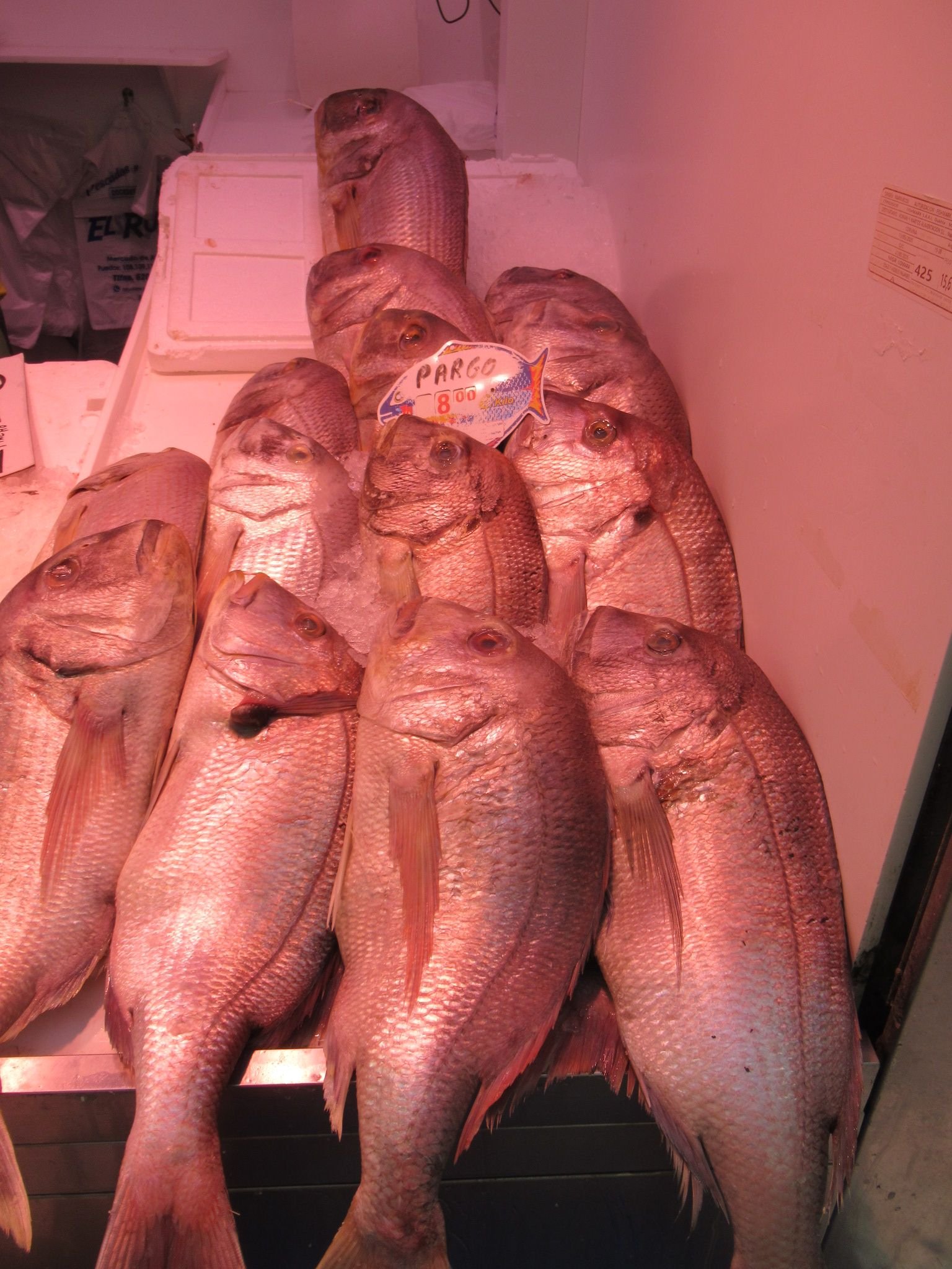 Poissons vivaneau, photo gratuite