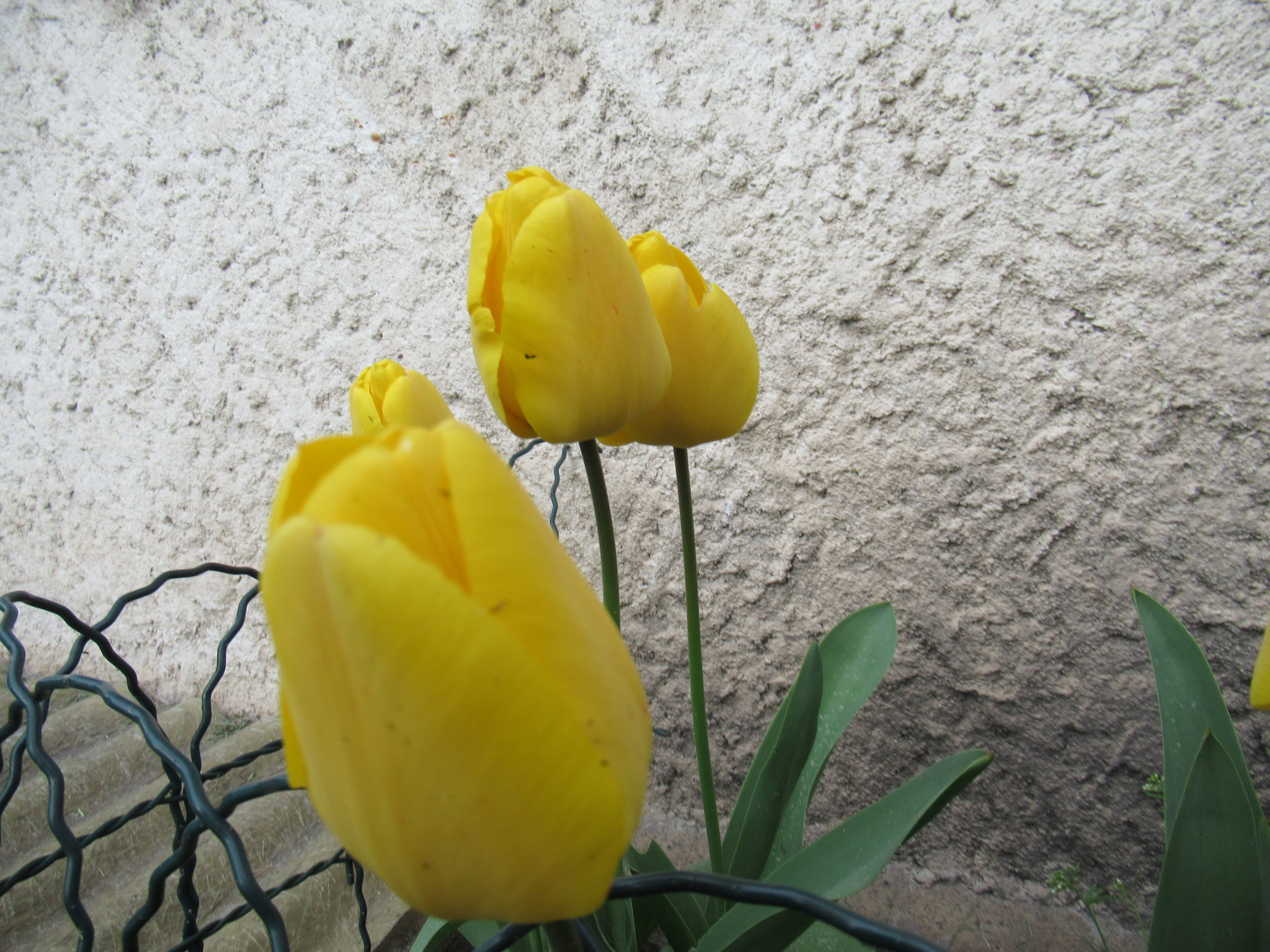 Tulipes jaunes