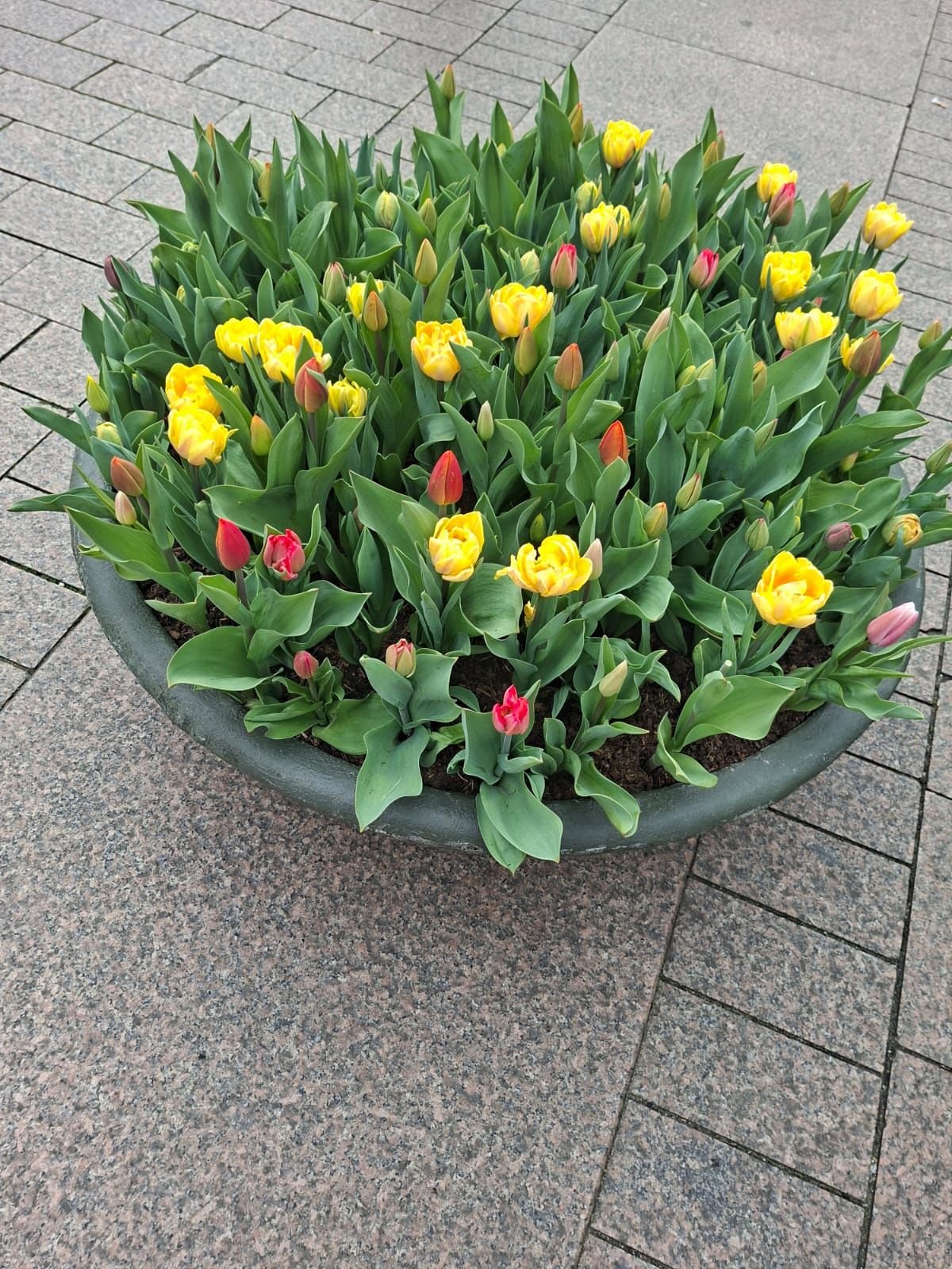 Tulipes, photo gratuite