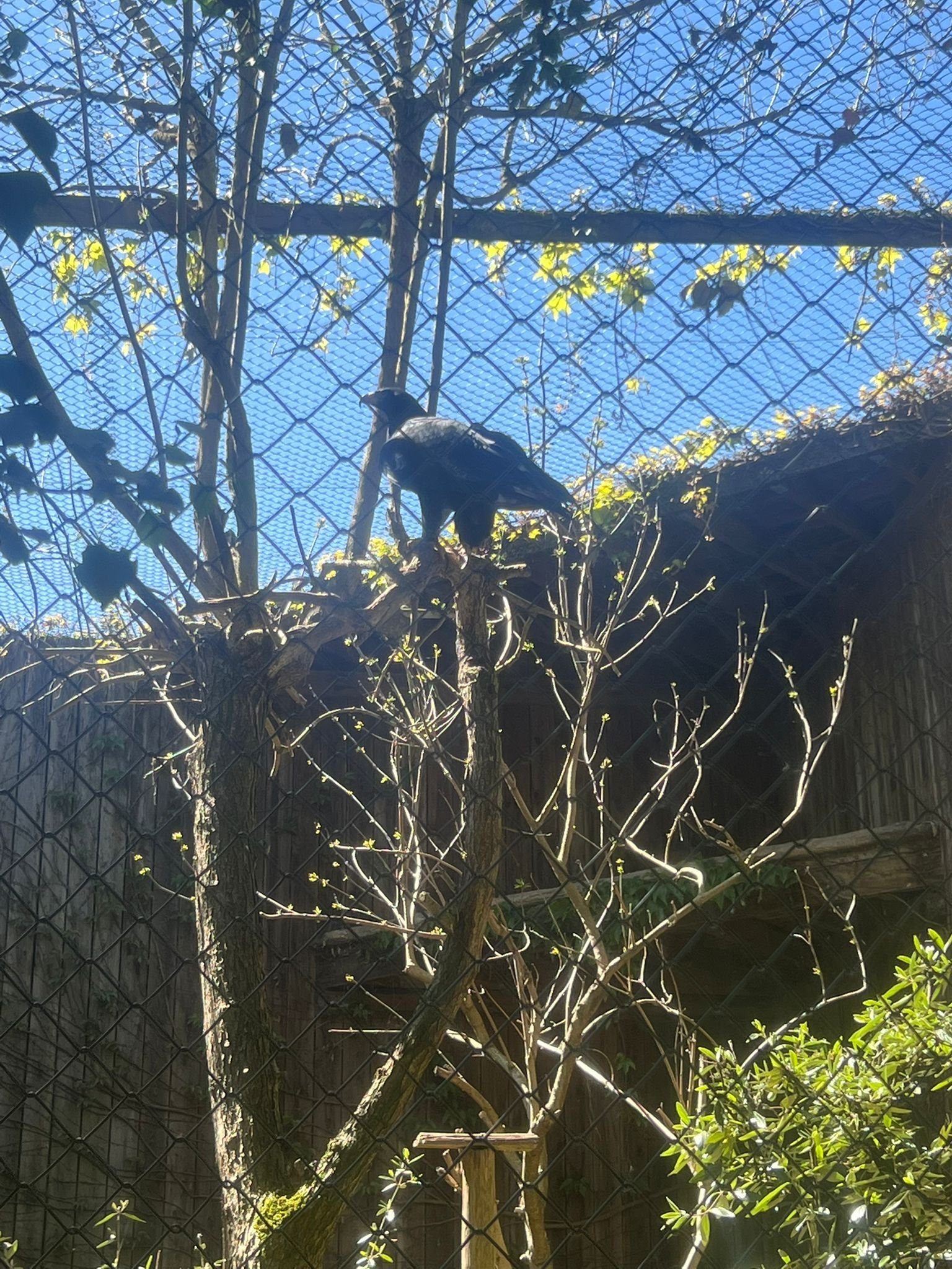 Aigle perché sur un arbre, Zoo d'Amneville, Moselle, Lorraine, photo gratuite