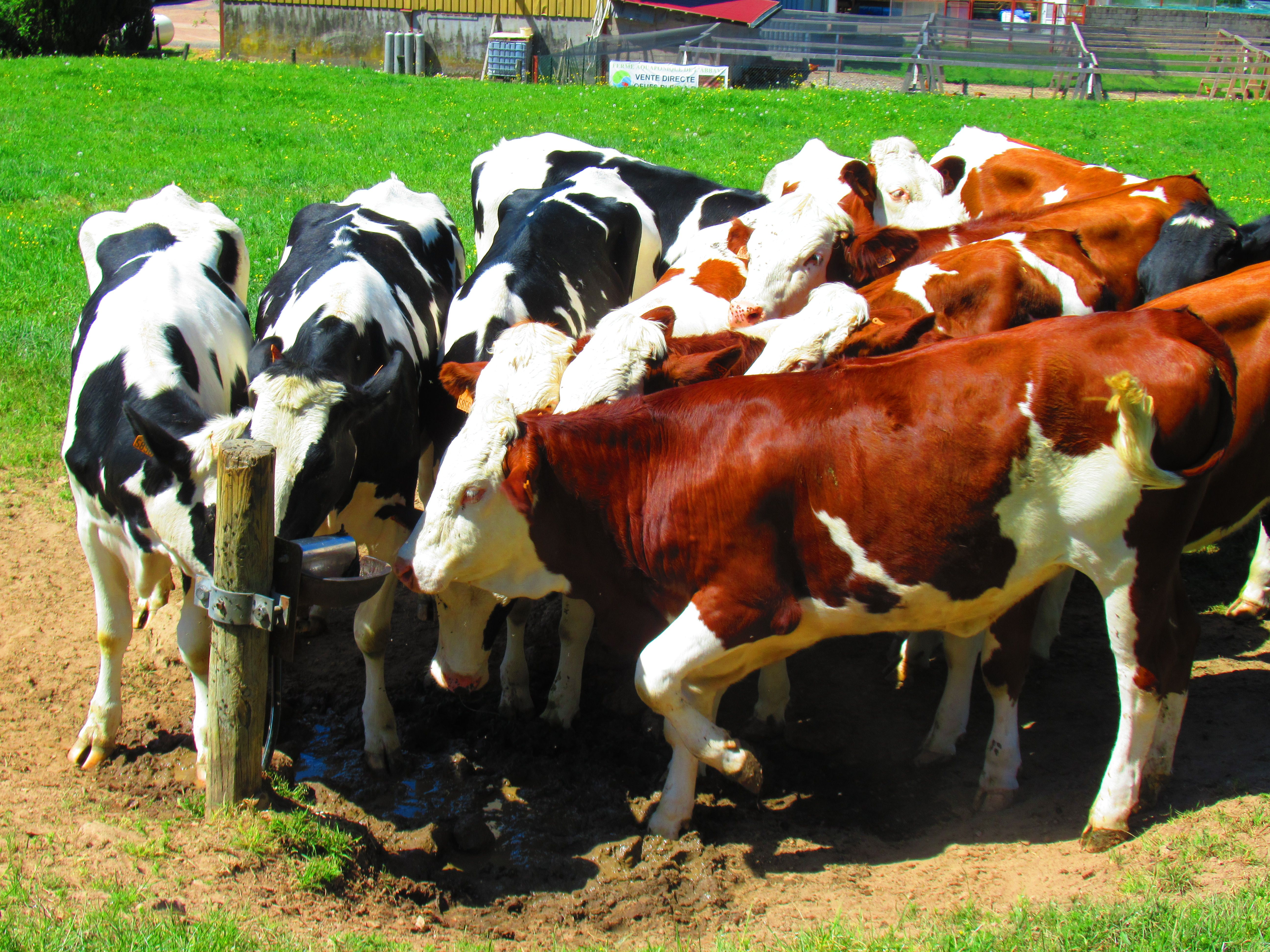 Troupeau de vaches