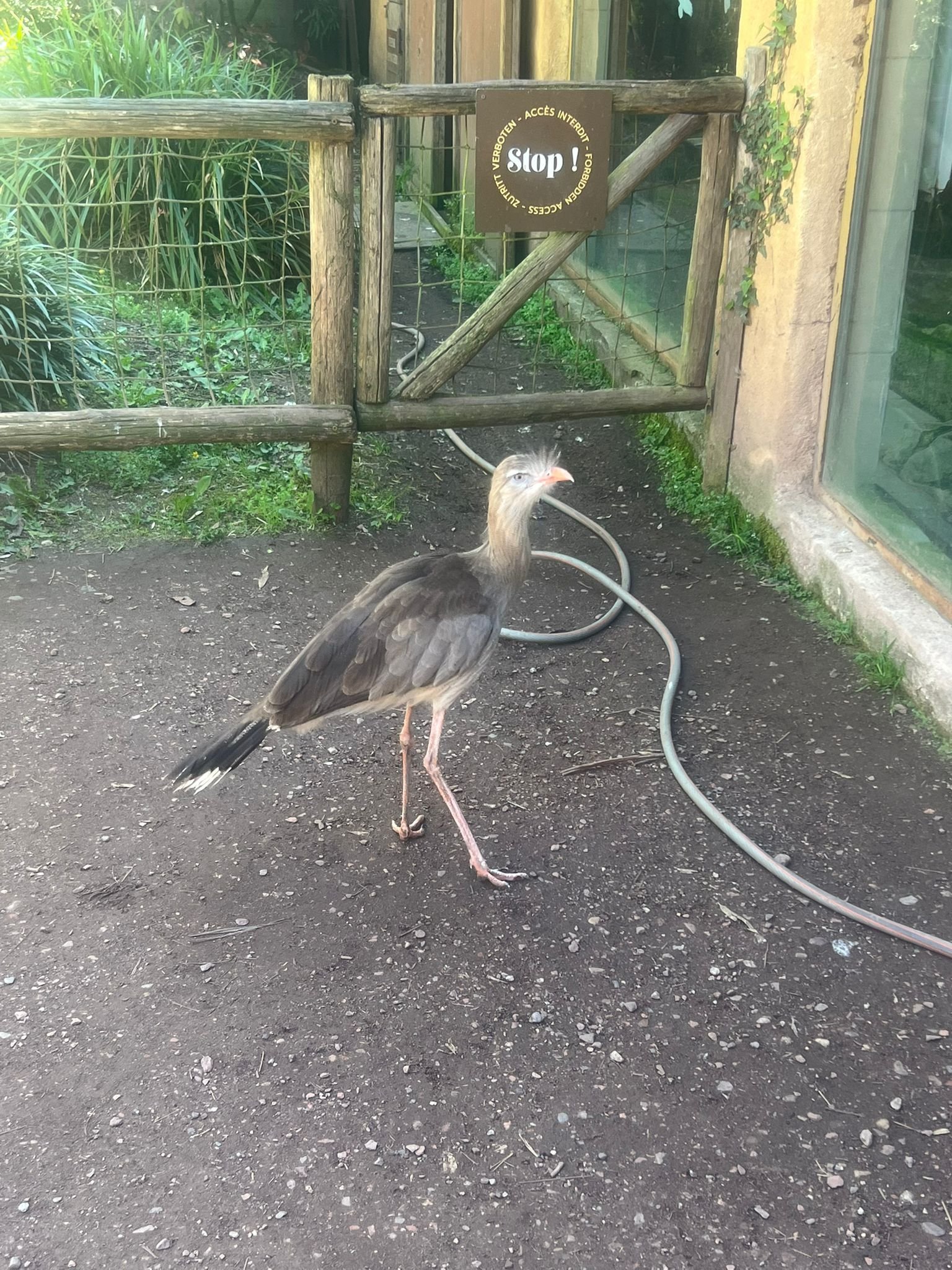 Cariama huppé, Zoo d'Amneville, Moselle, Lorraine, photo gratuite