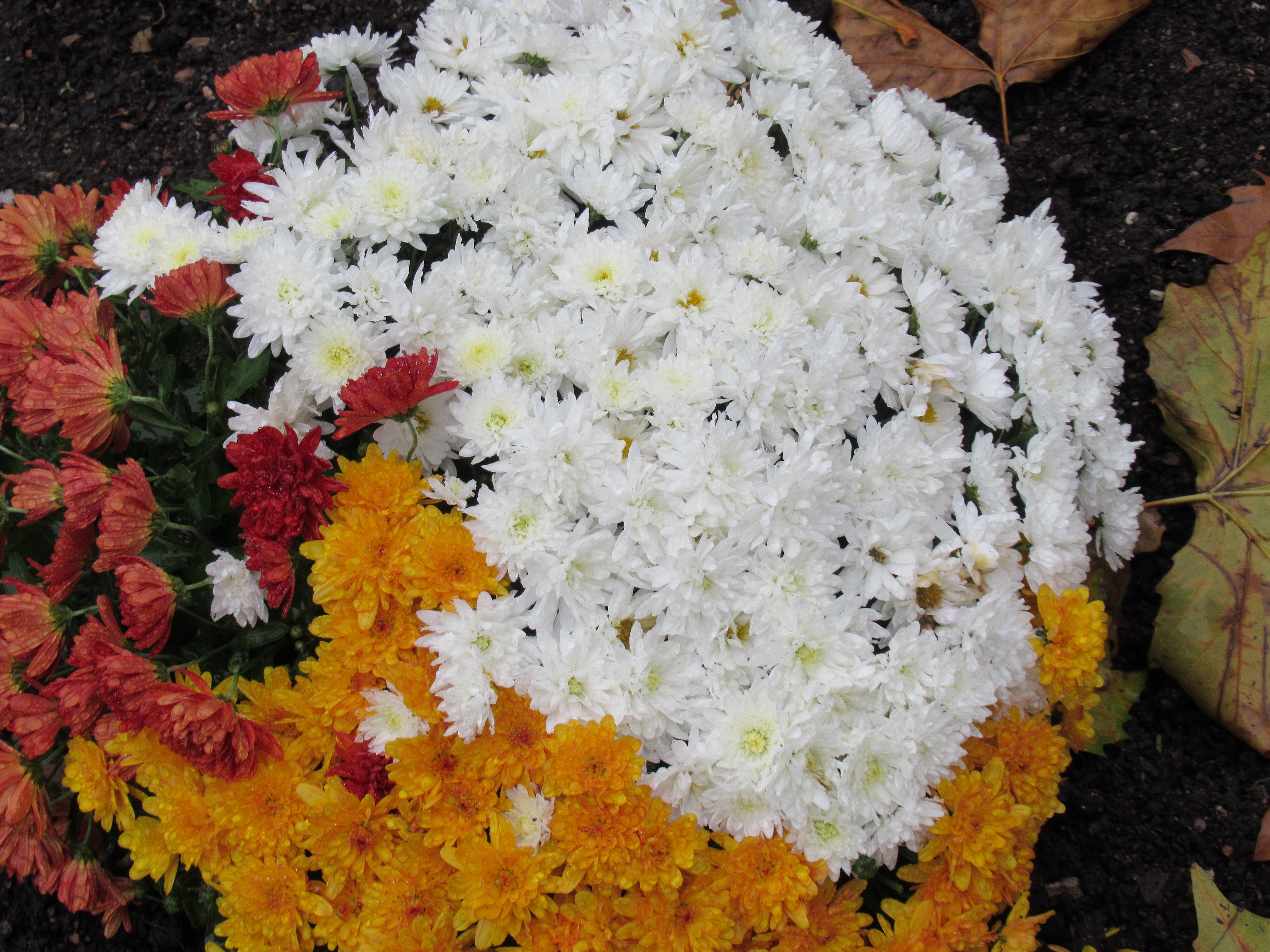 Chrysanthèmes blancs jaunes