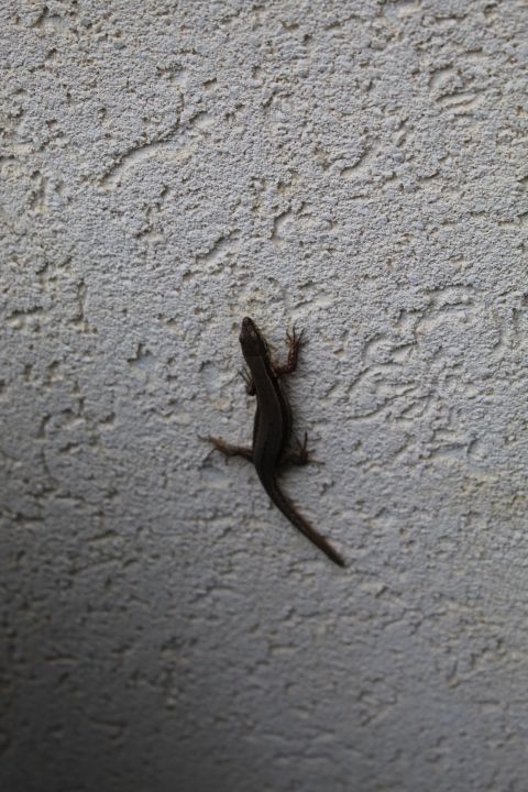 Un lézard agrippé le long d'un mur, photo gratuite