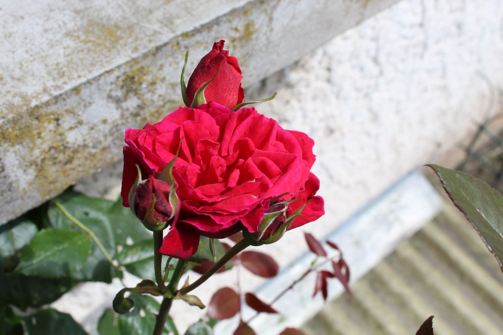 Rose rouge en fleur et boutons de rose