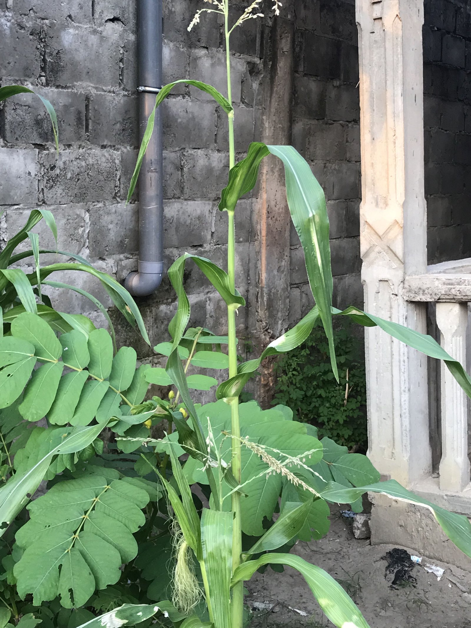 Une plante de maïs en pleine croissance photo gratuite