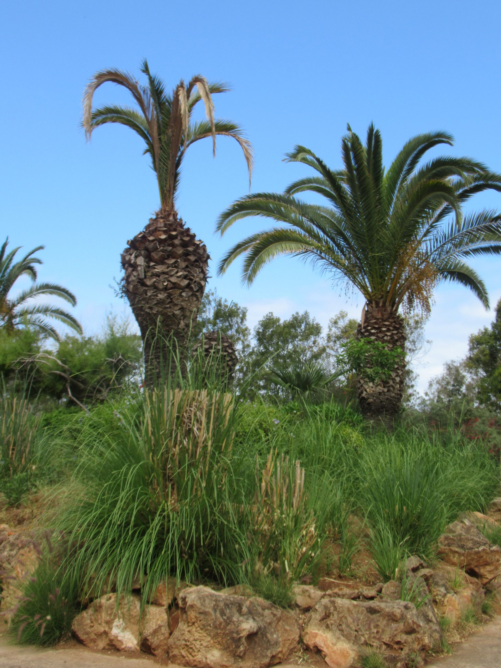 Palmiers de canaries au zoo de Rabat au Maroc