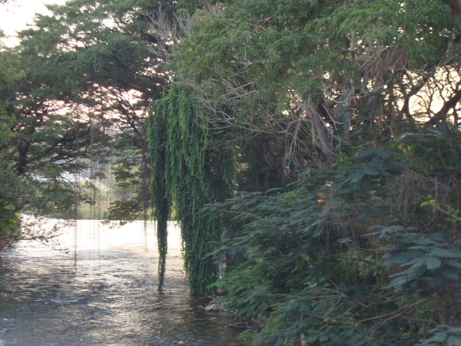 Les branches de Saule pleureur pliées vers le bas au-dessus de la surface de l'eau douce, photo gratuite