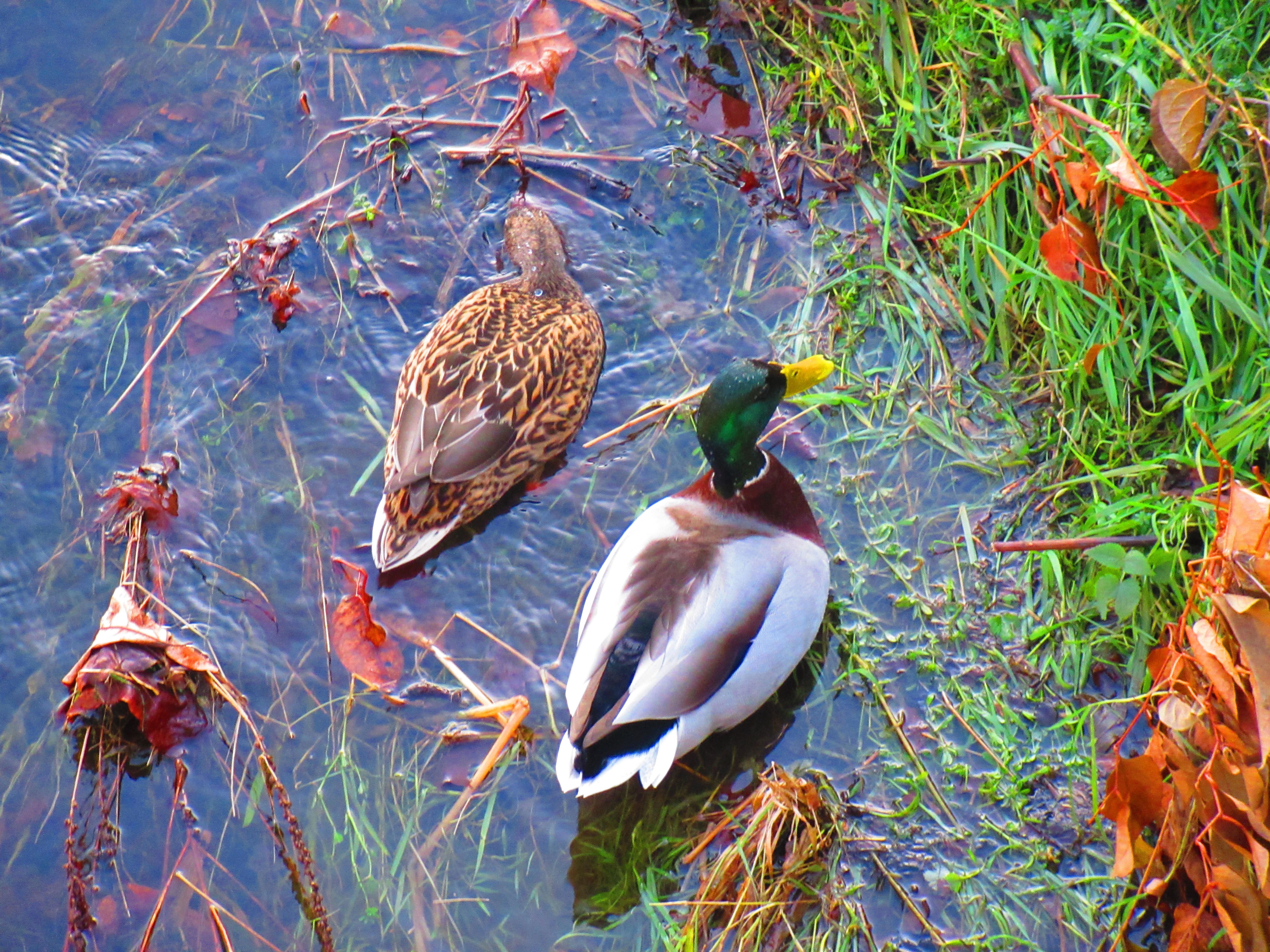 Canards sur l'eau