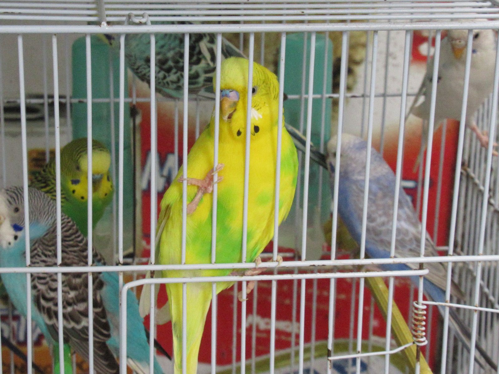 Plusieurs perruches ondulées au plumage différent dans une cage