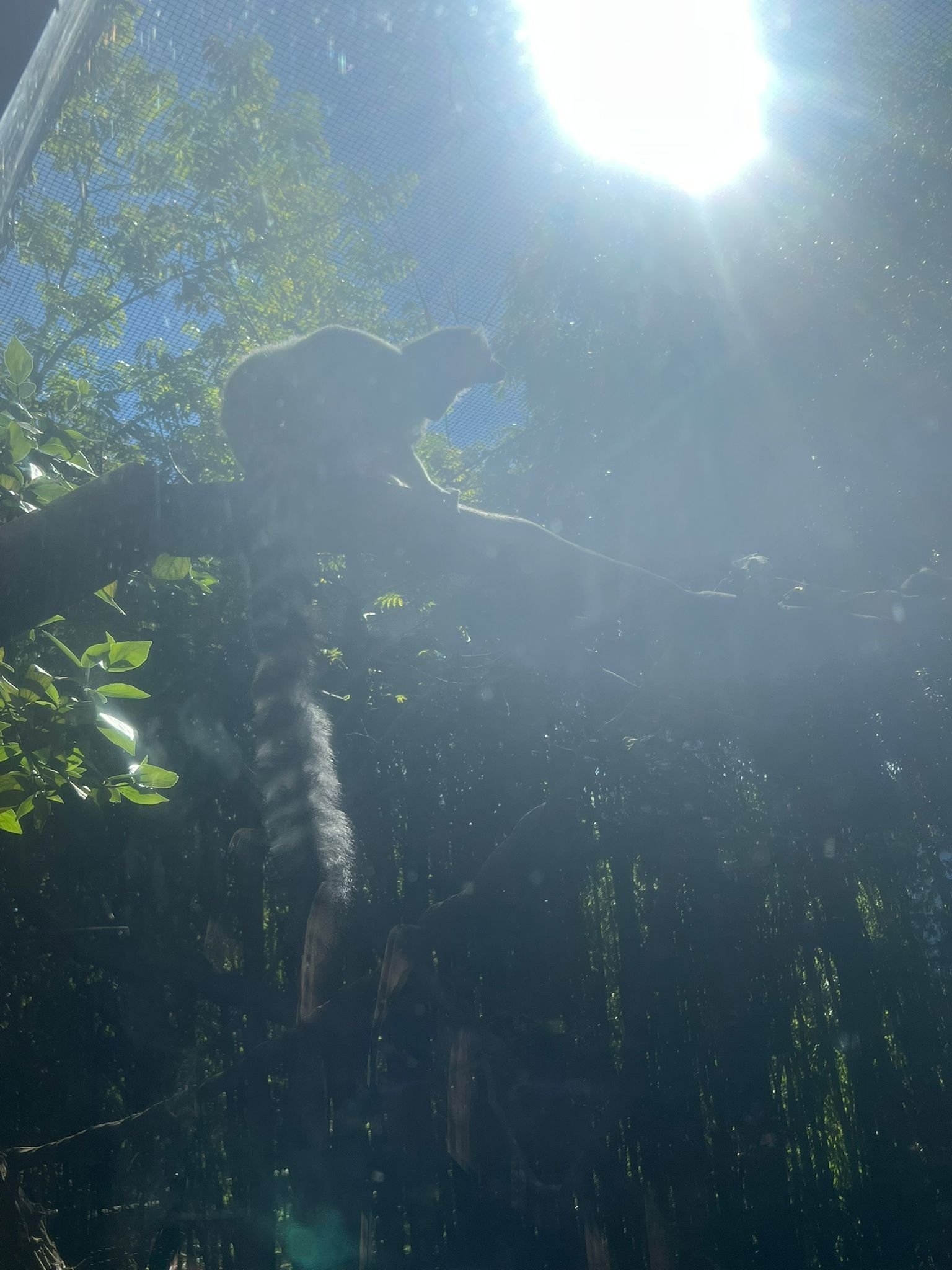 Lémurien à queue annelée, perché sur une branche, Zoo d'Amneville, Lorraine, Moselle, photo gratuite