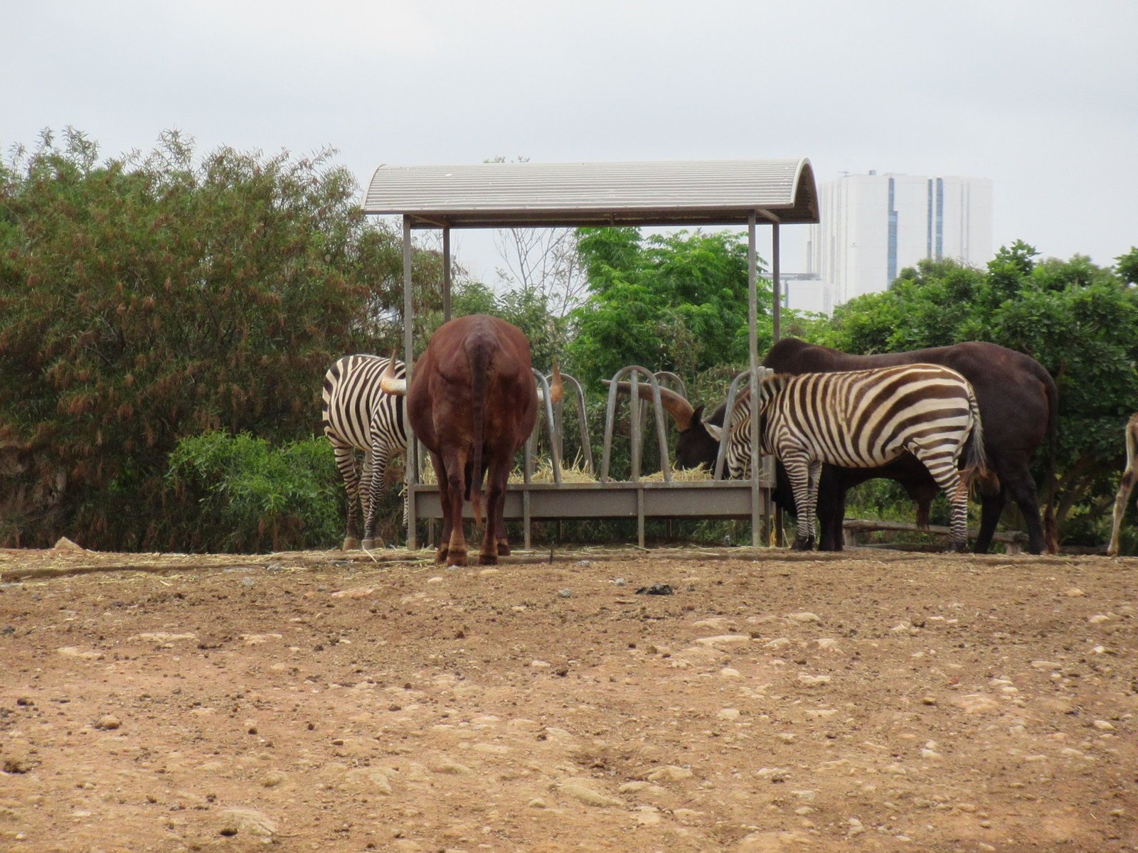 Animaux du zoo de Rabat rassemblés autour d'un abreuvoir