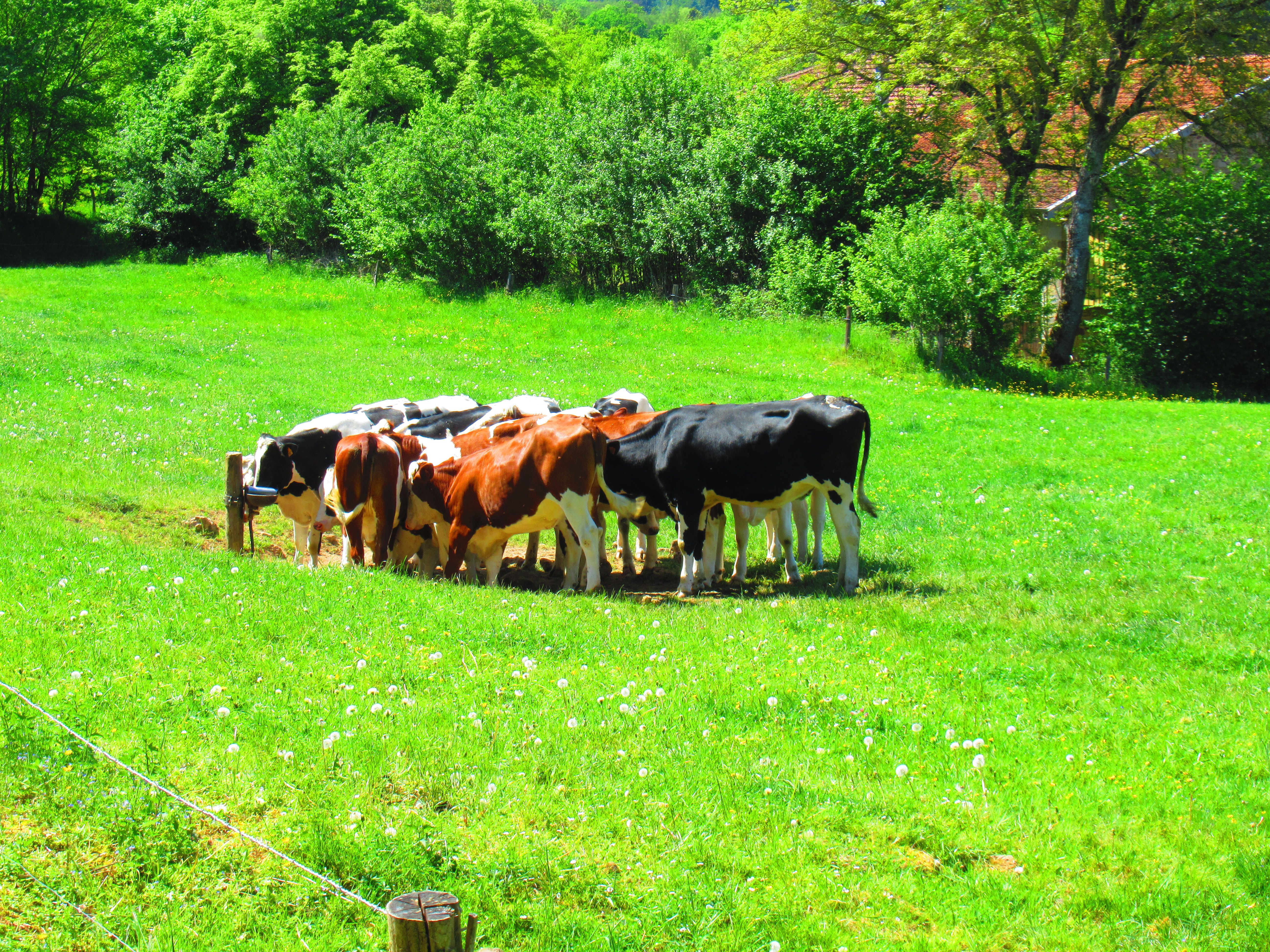 Troupeau de vaches