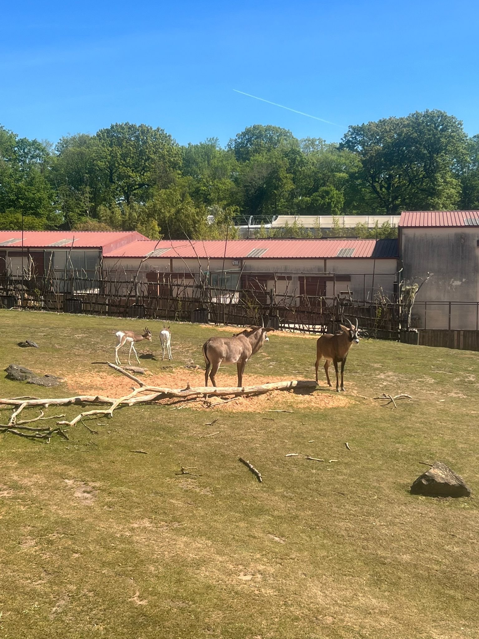 Elands du Cap, grandes antilopes, Zoo d'Amneville, Lorraine, Moselle, photo gratuite