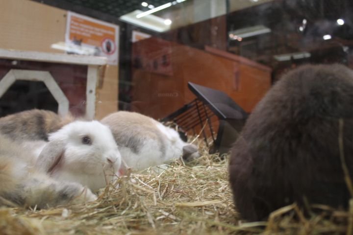 cage à lapins photo gratuite