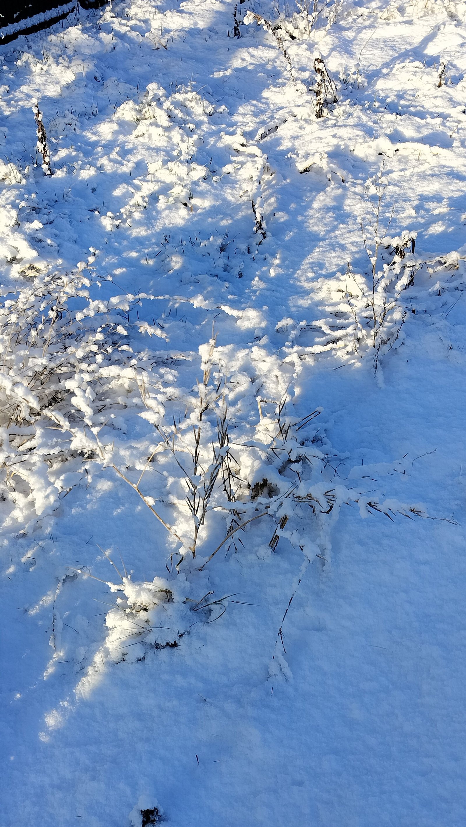 Un paysage enneigé, photo gratuite