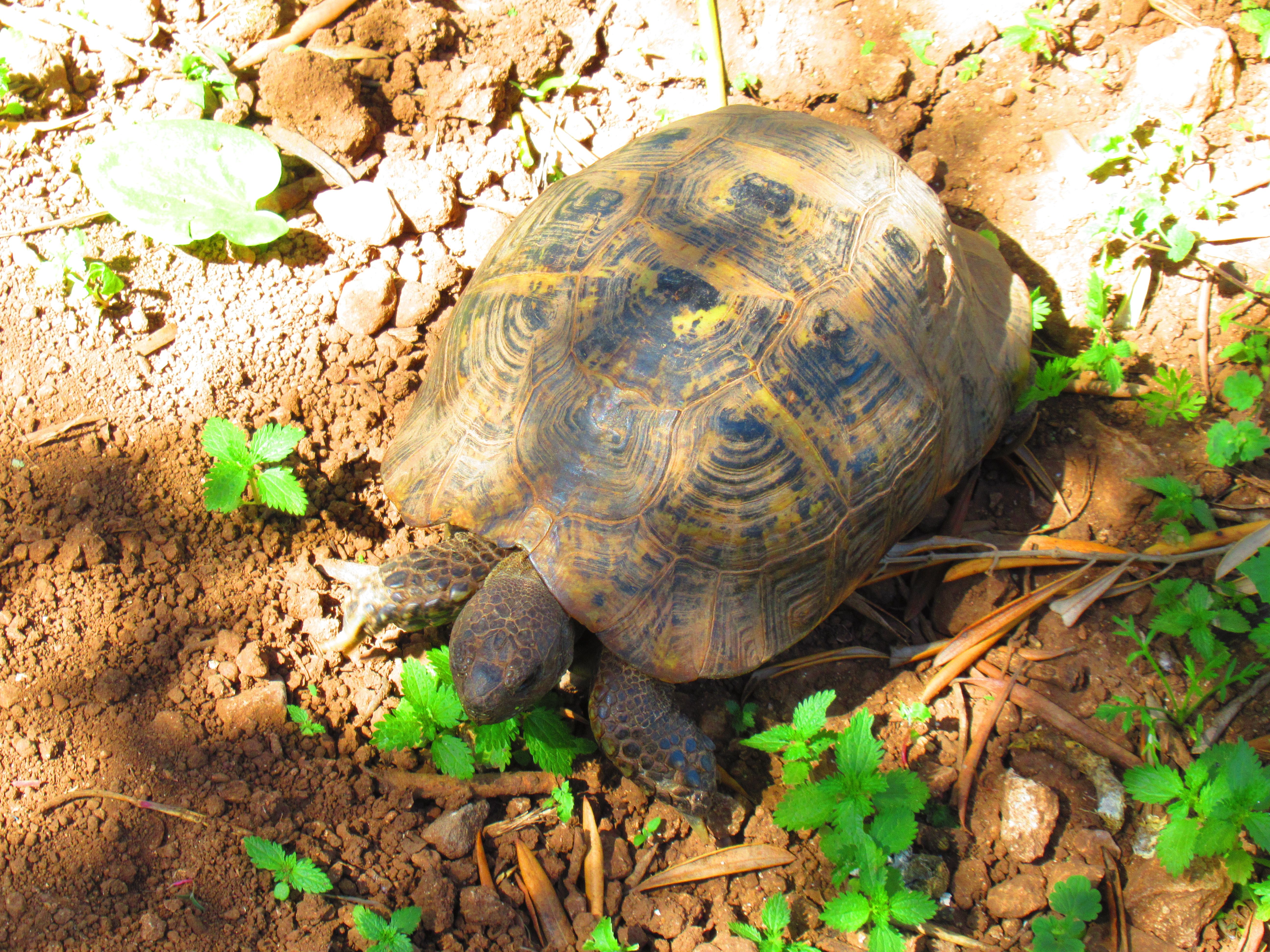 Tortue à la campagne