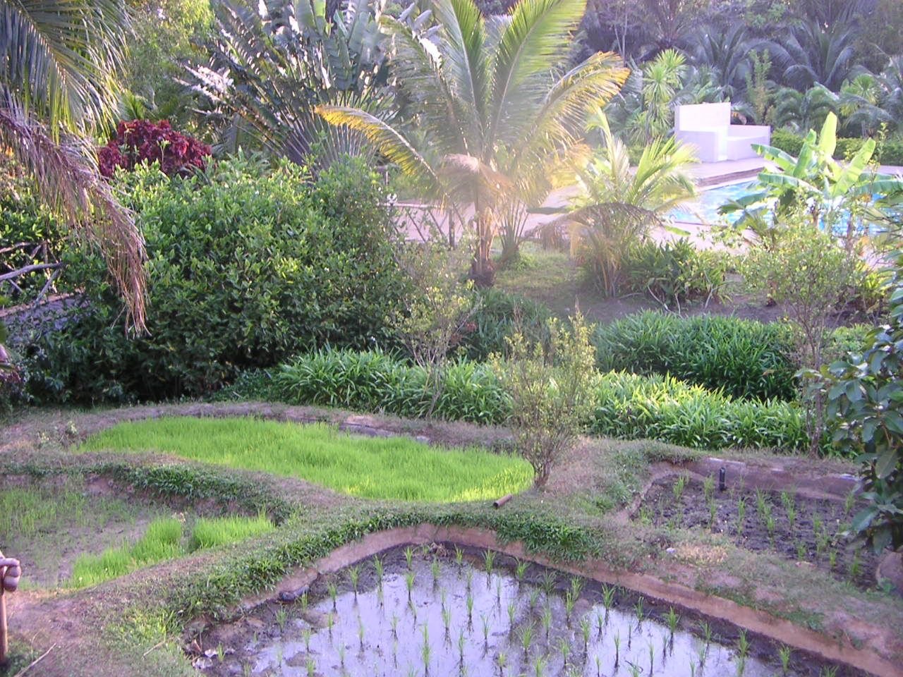 Un jardin avec diverses plantes tropicales et une zone cultivée, un bassin d'eau pour la culture de plantes aquatiques, photo gratuite