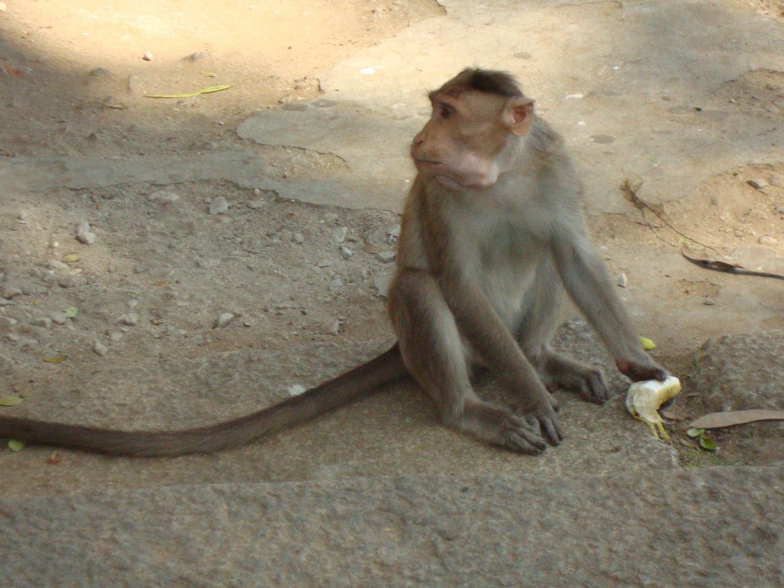 Un singe tenant une banane, photo gratuite