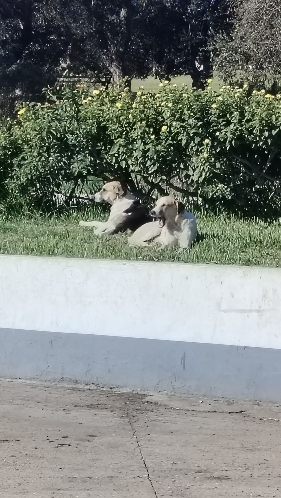 Des chiens allongés sur le gazon, photo gratuite