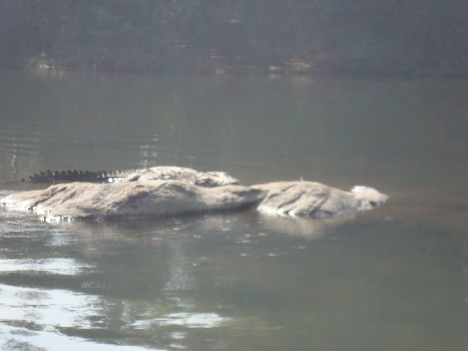 Un crocodile partiellement submergé dans l'eau, derrière une roche, photo gratuite