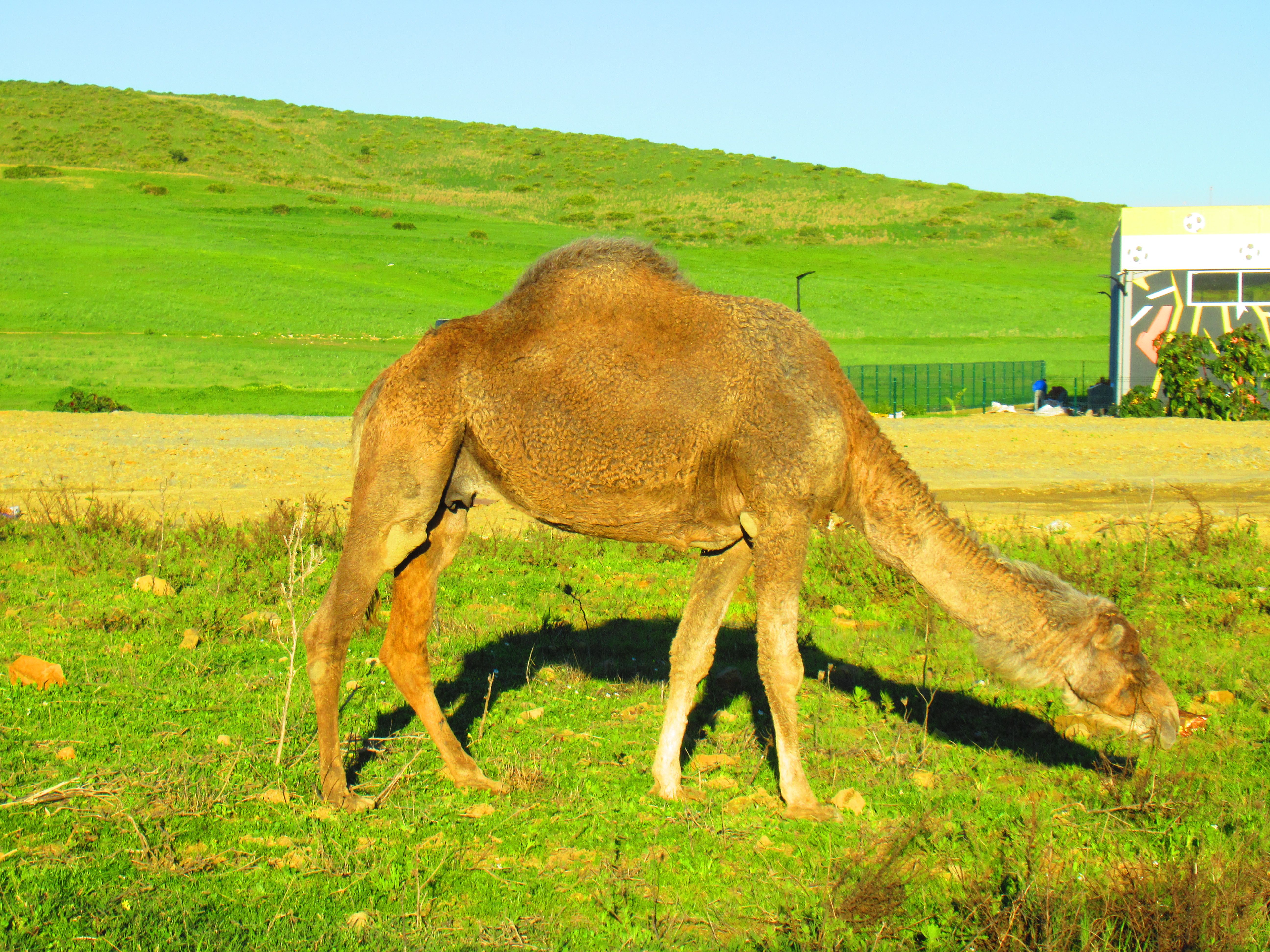 Photo gratuite Dromadaire du Maroc, animal, nature, découverte - Kostenloses Foto von Marokkanisches Dromedar, Tier, Natur, Entdeckung