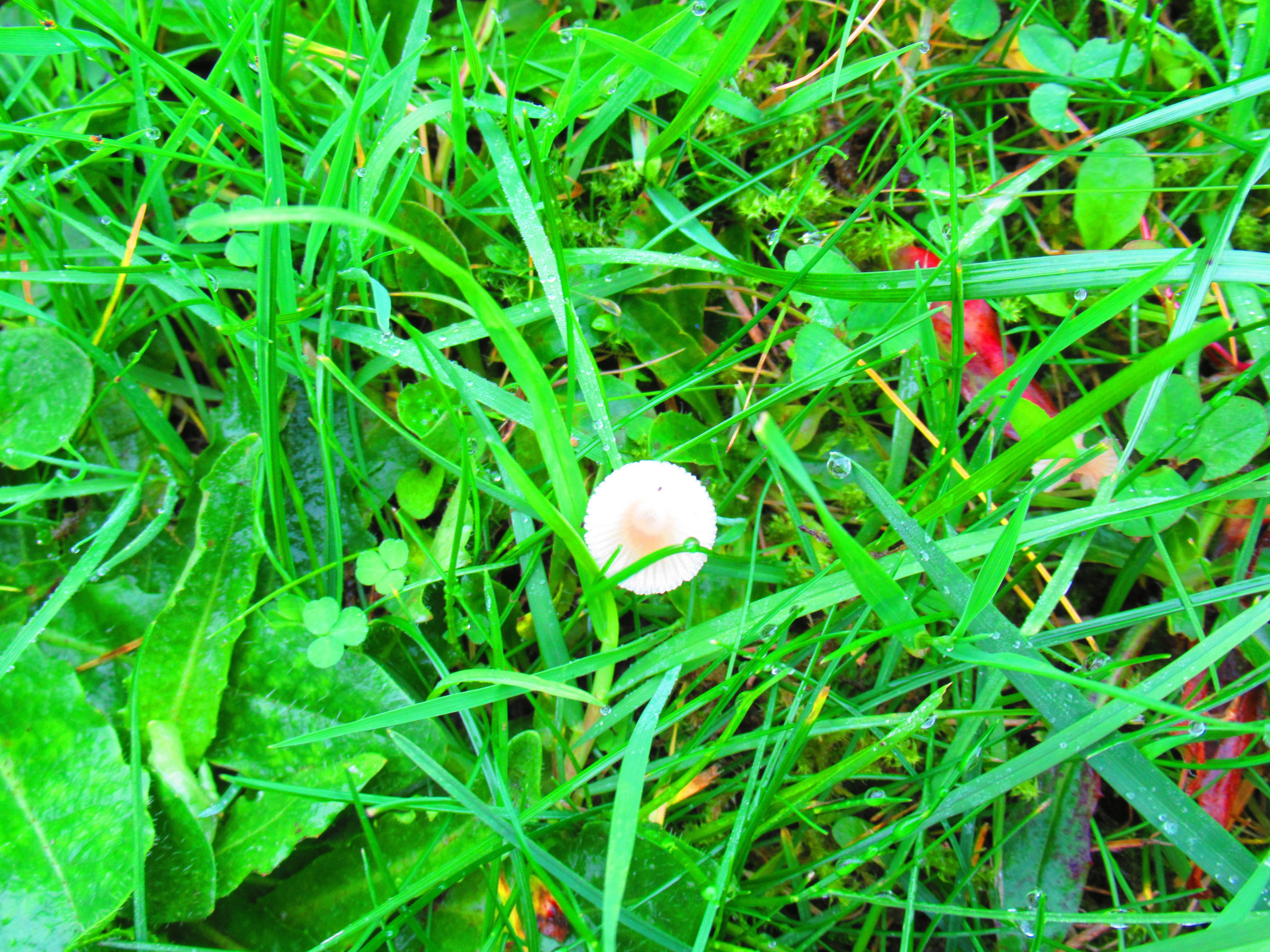Petit champignon blanc dans l'herbe
