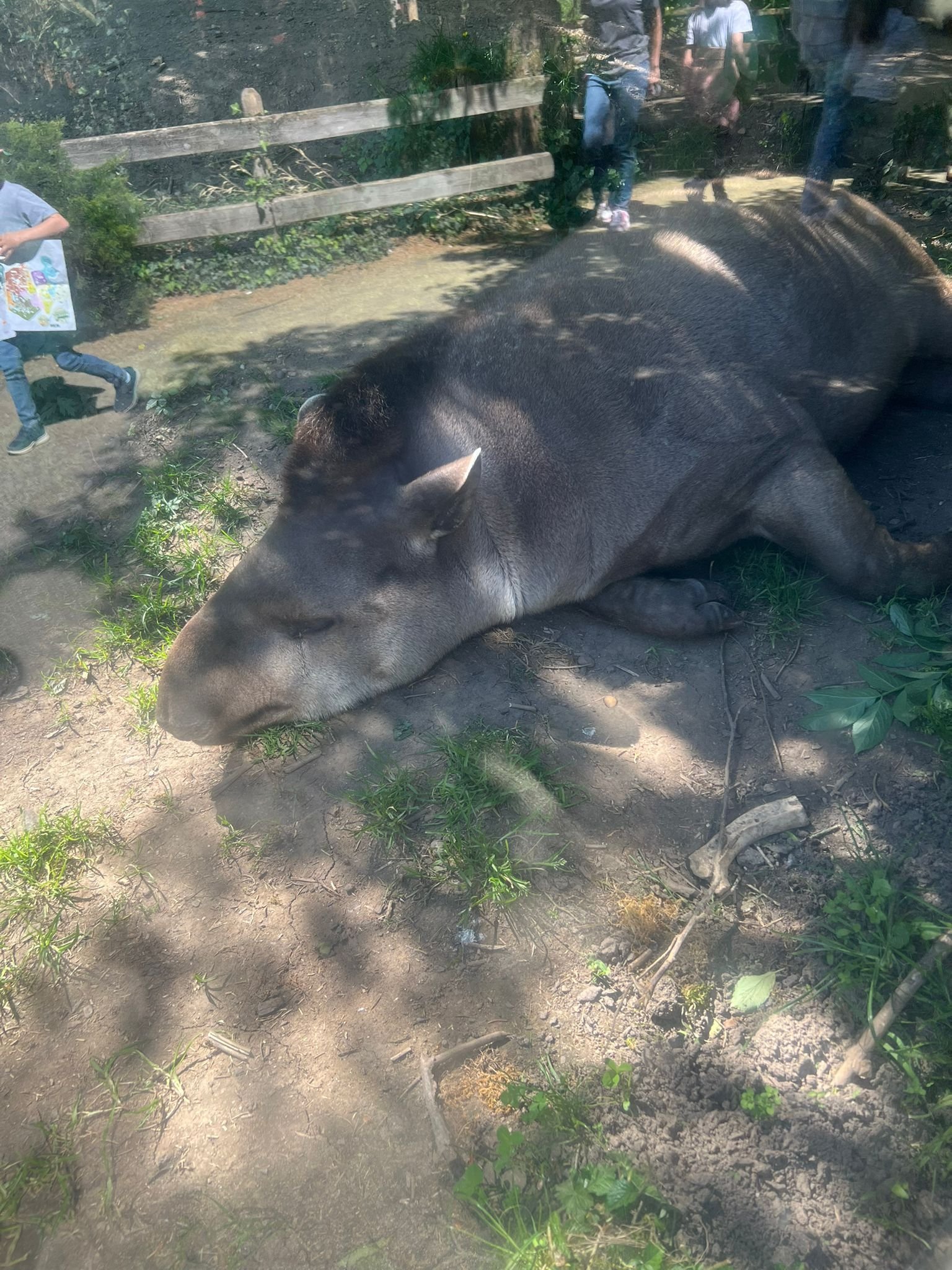 Tapir, Zoo d'Amneville, Lorraine, Moselle, photo gratuite