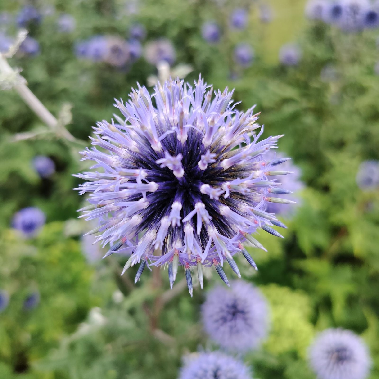 Plante vivace chardon bleu ou Echinops ritro