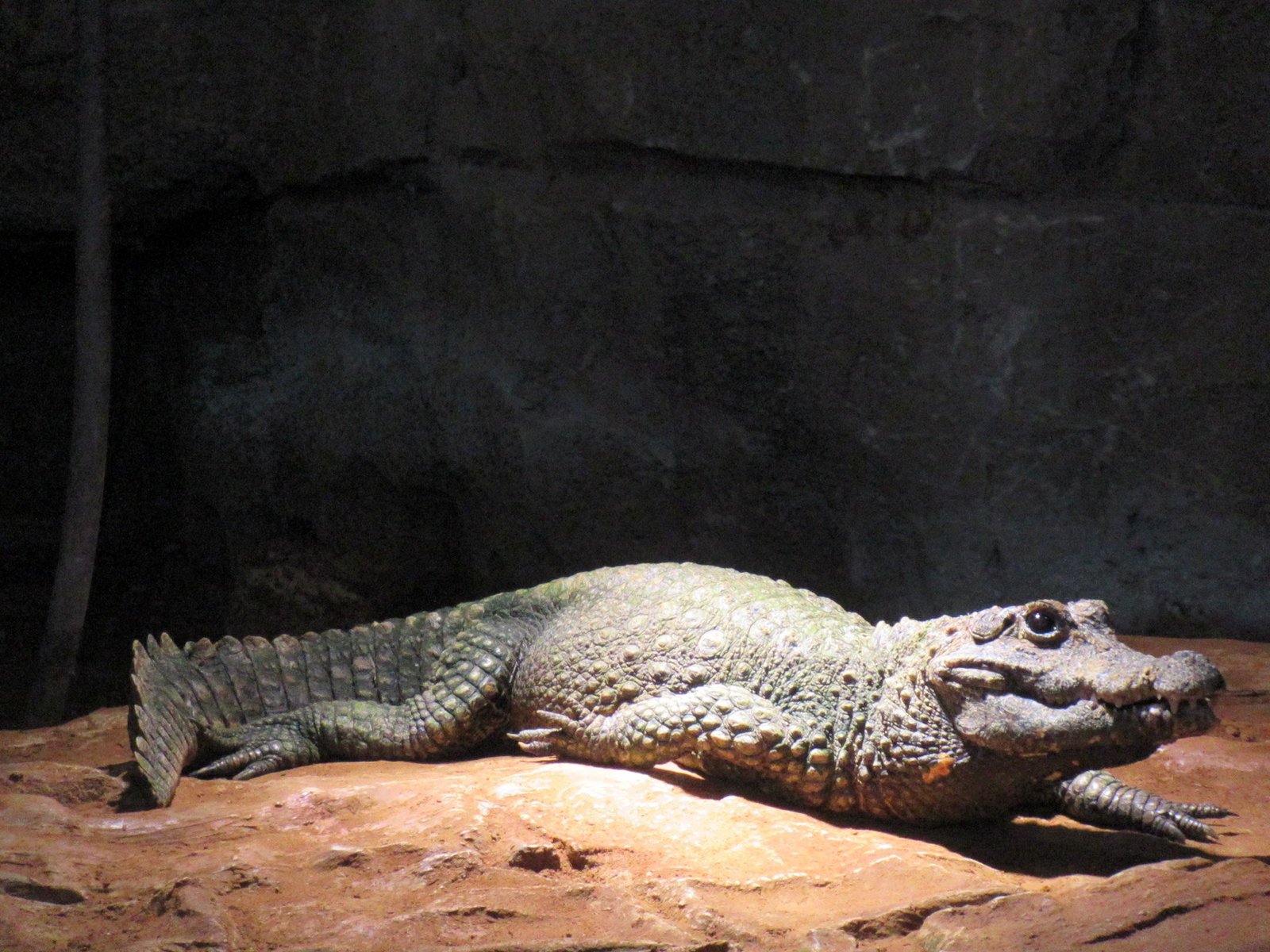 le caïman dans le zoo de Rabat au Maroc reposant sous l'ombre photo gratuite