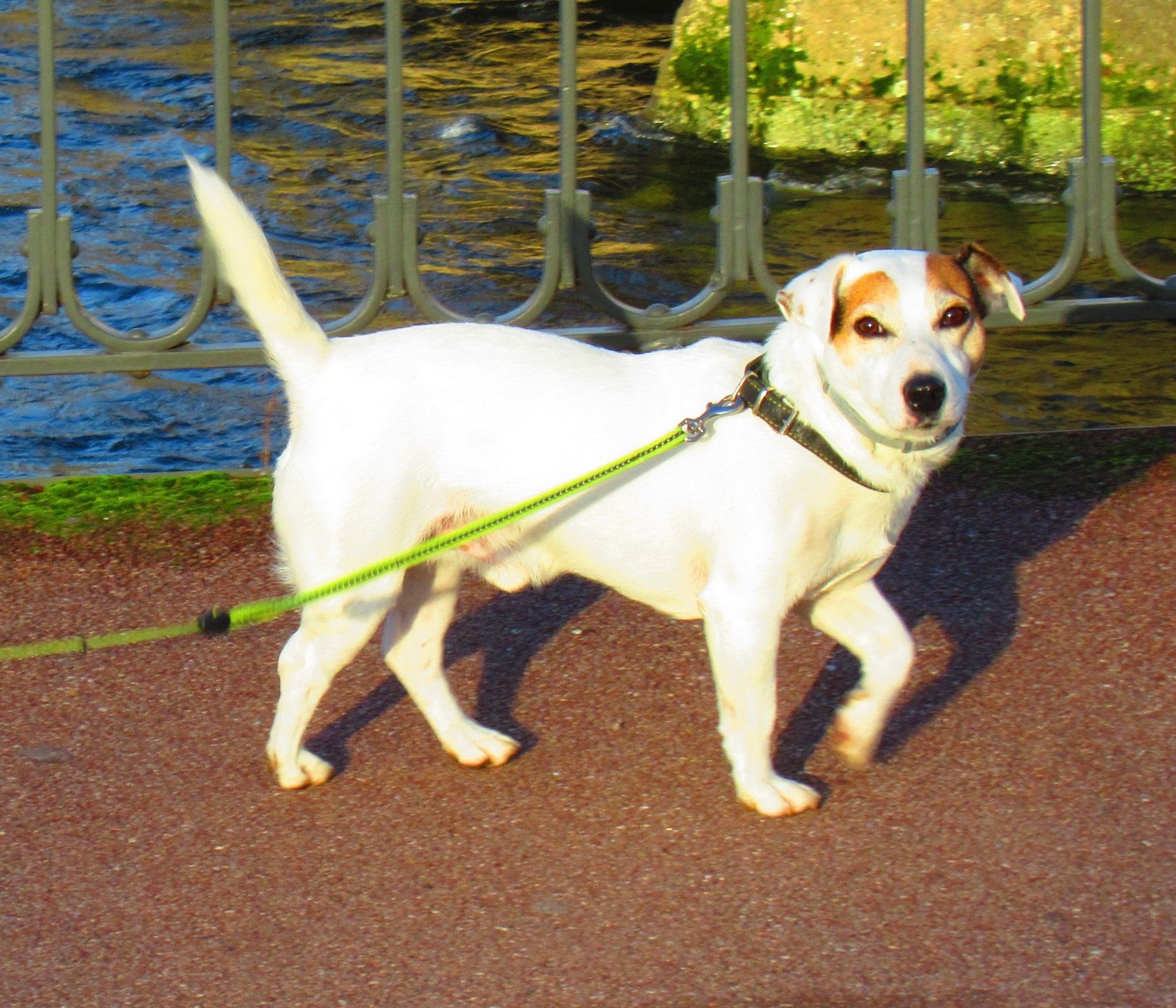 Petit chien blanc et marron, animal de compagnie