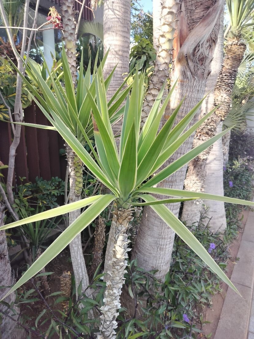 Yucca dans un jardin photo gratuite