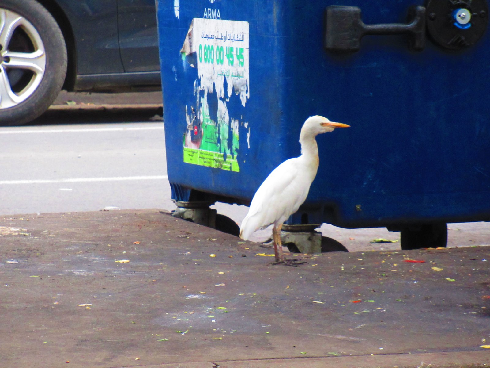 Un oiseau blanc, héron garde-bœufs debout à côté d'une poubelle photo gratuite - Ein weißer Vogel, Kuhreiher, der neben einem Mülleimer steht. Kostenloses Foto