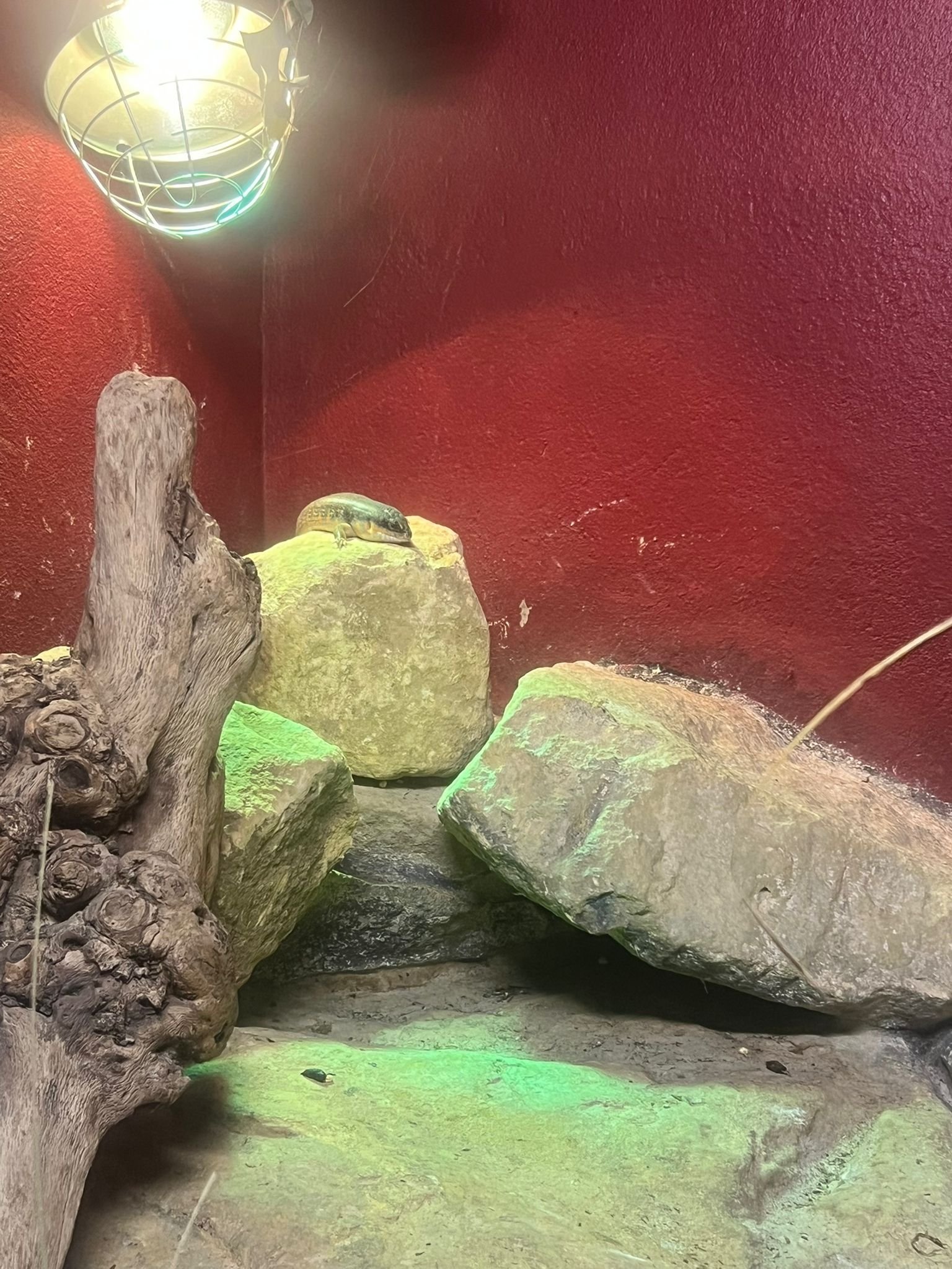 Scinque, un type de lézard, Zoo d'Amneville, Moselle, Lorraine, photo gratuite