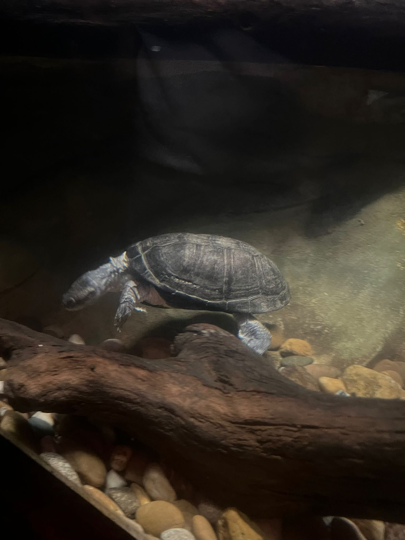 Tortue sous l'eau, Zoo d'Amneville, Moselle, Lorraine, photo gratuite