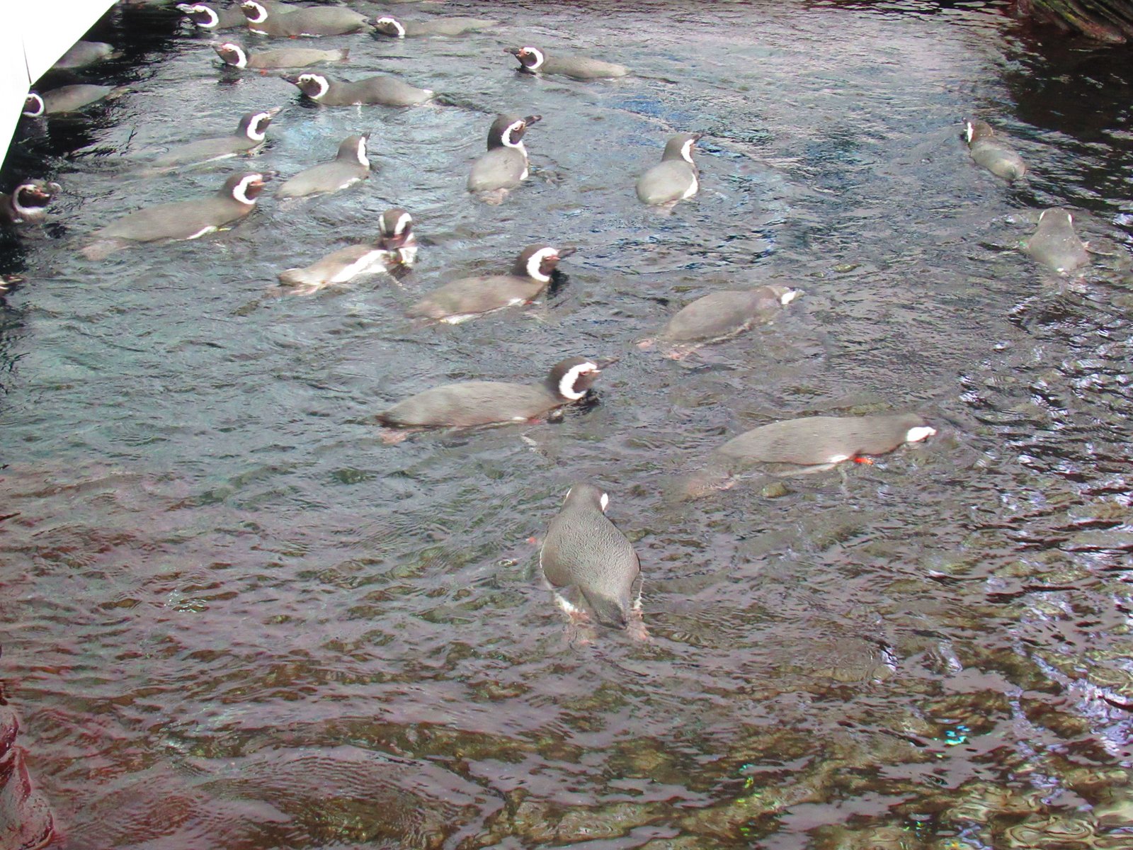 groupe de Pingouin , Oceanarium de Lisbonne, Portugal