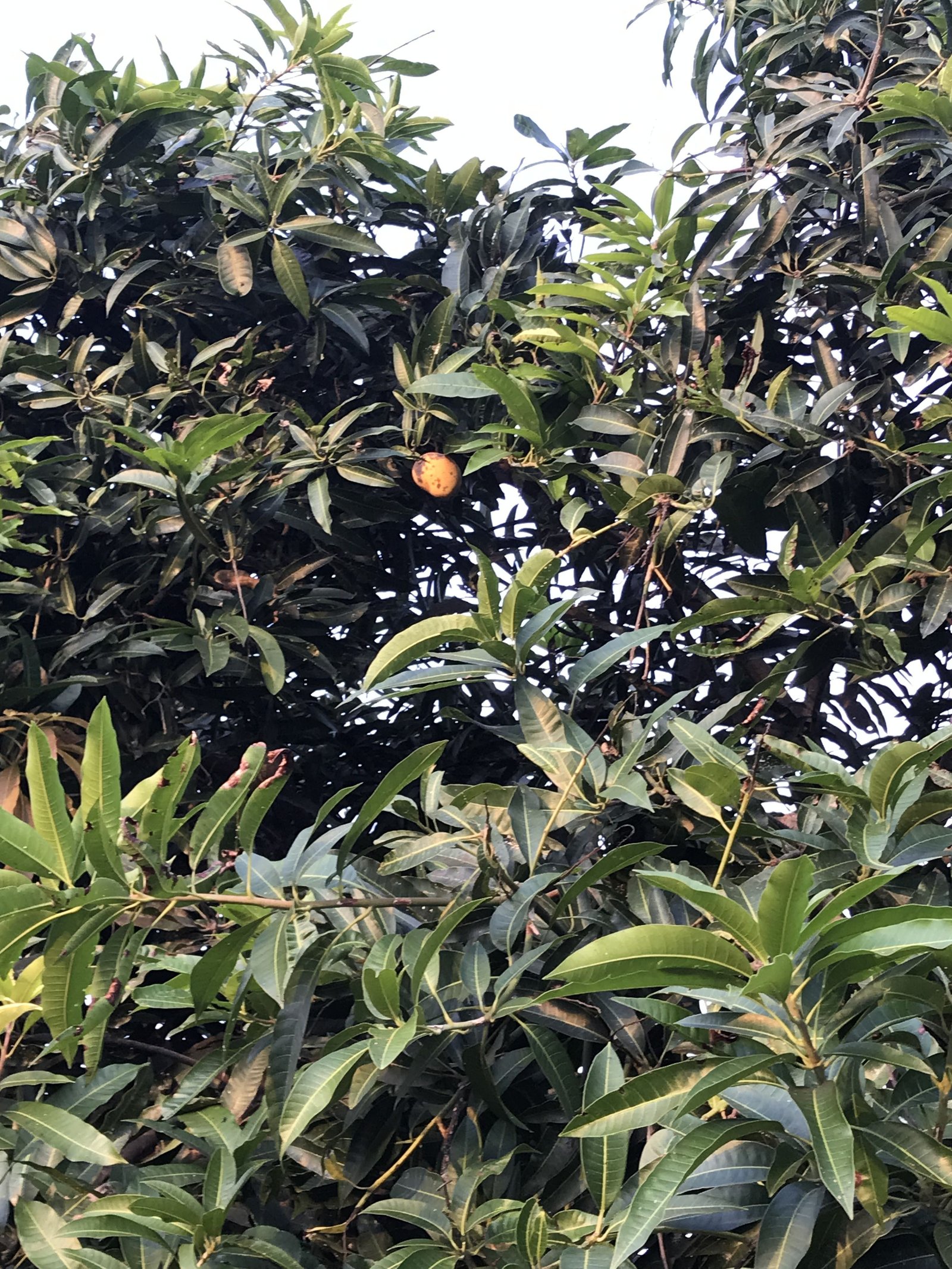 Une mangue mûre dans les feuillages du manguier photo