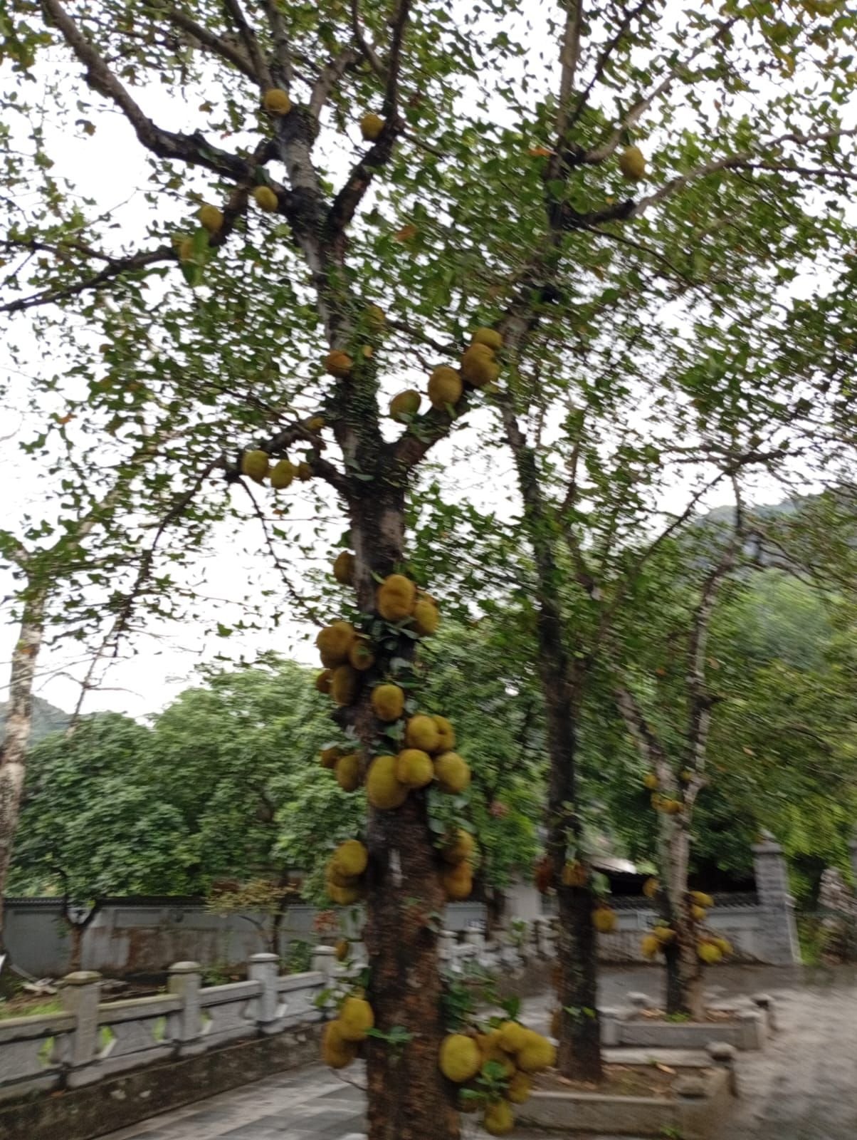Jacquier, un arbre, Vietnam, photo gratuite