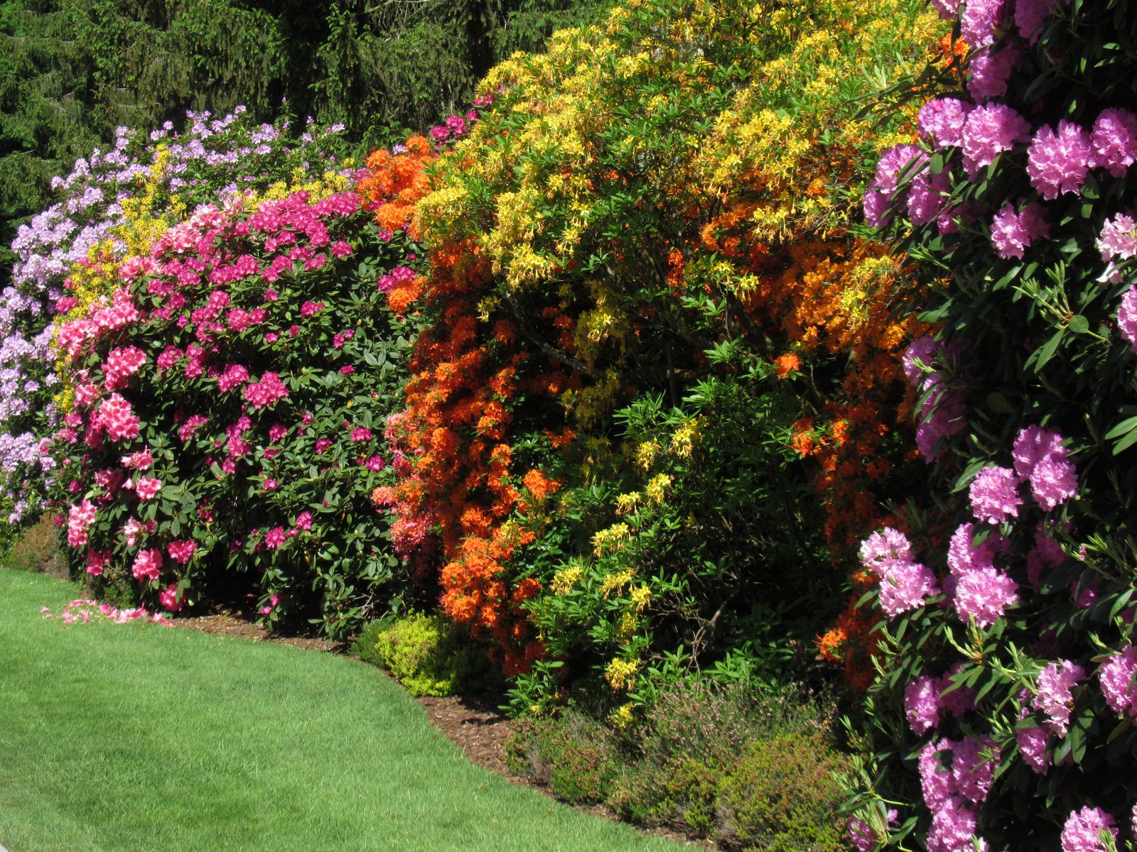Haie fleurie - fleurs