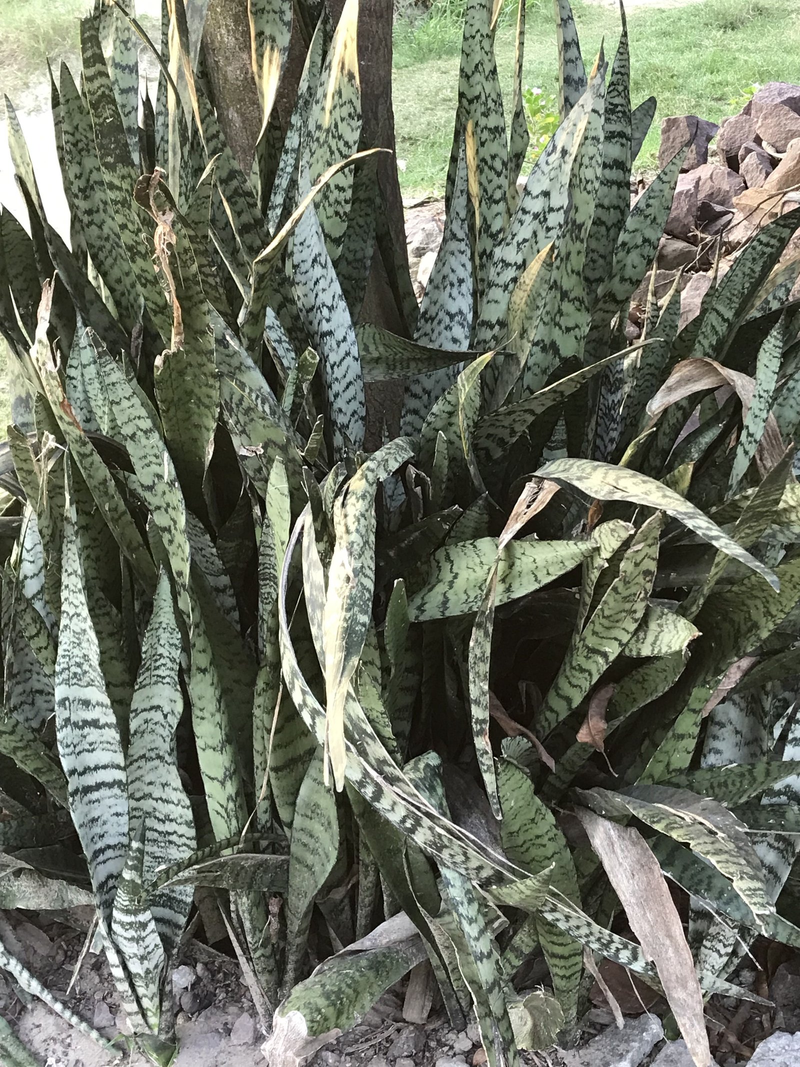 Le sanseviera photo gratuite