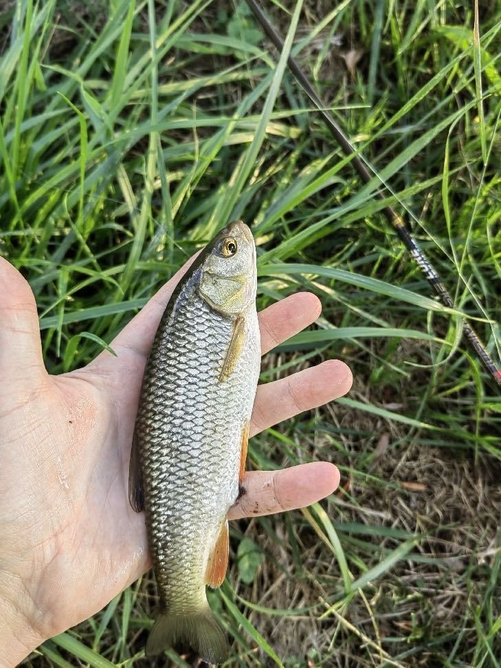 Chevesne dans une paume de main d'homme