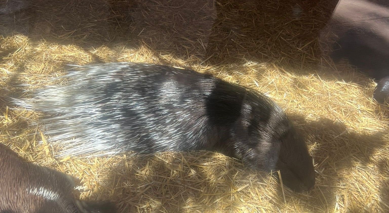 Porc-épic, Zoo d'Amneville, Lorraine, Moselle, photo gratuite