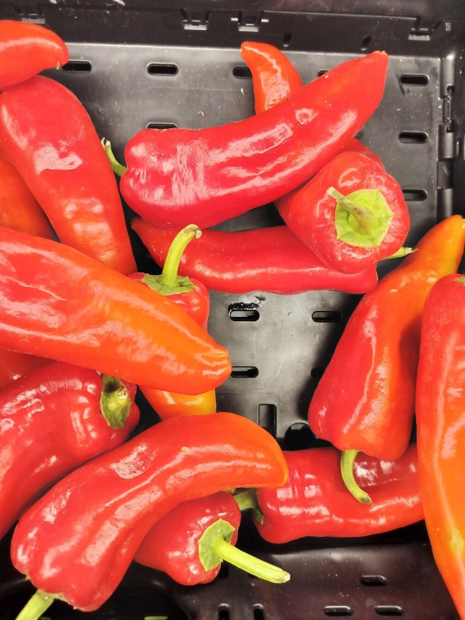 Poivrons corne-bœuf rouges