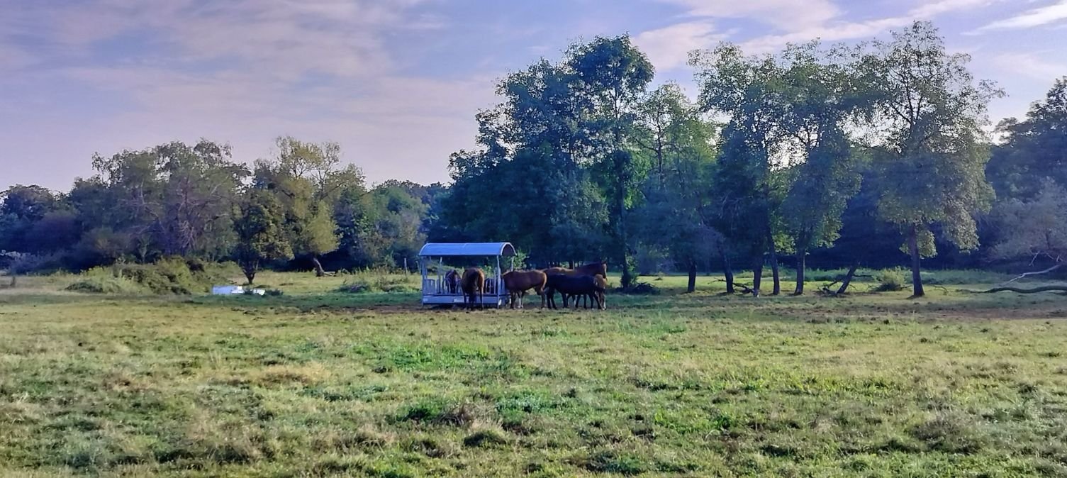 Chevaux en paturage photo gratuite photo gratuite