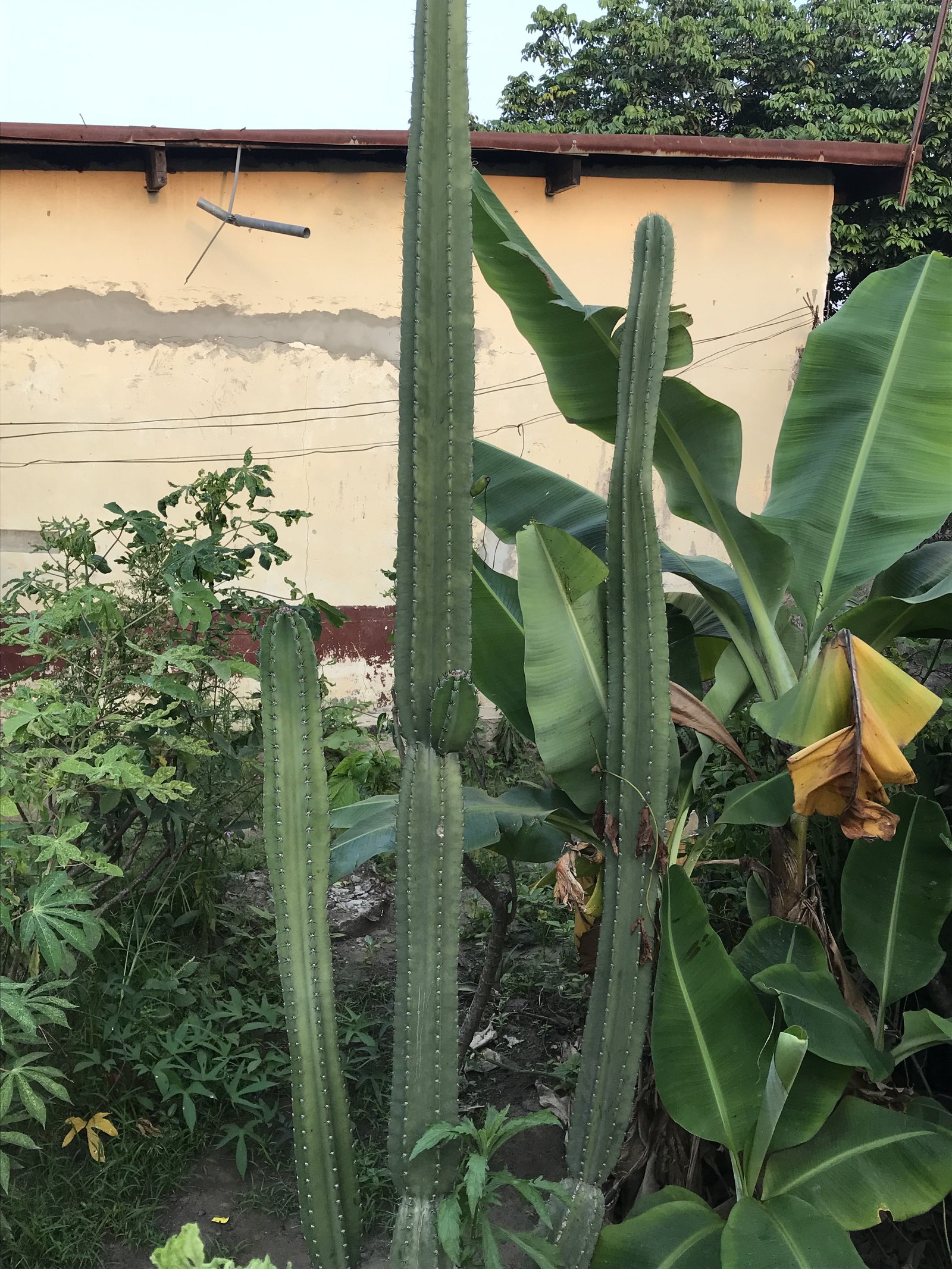 La croissance de cactus, du bananier du manioc et des autres herbes photo gratuite